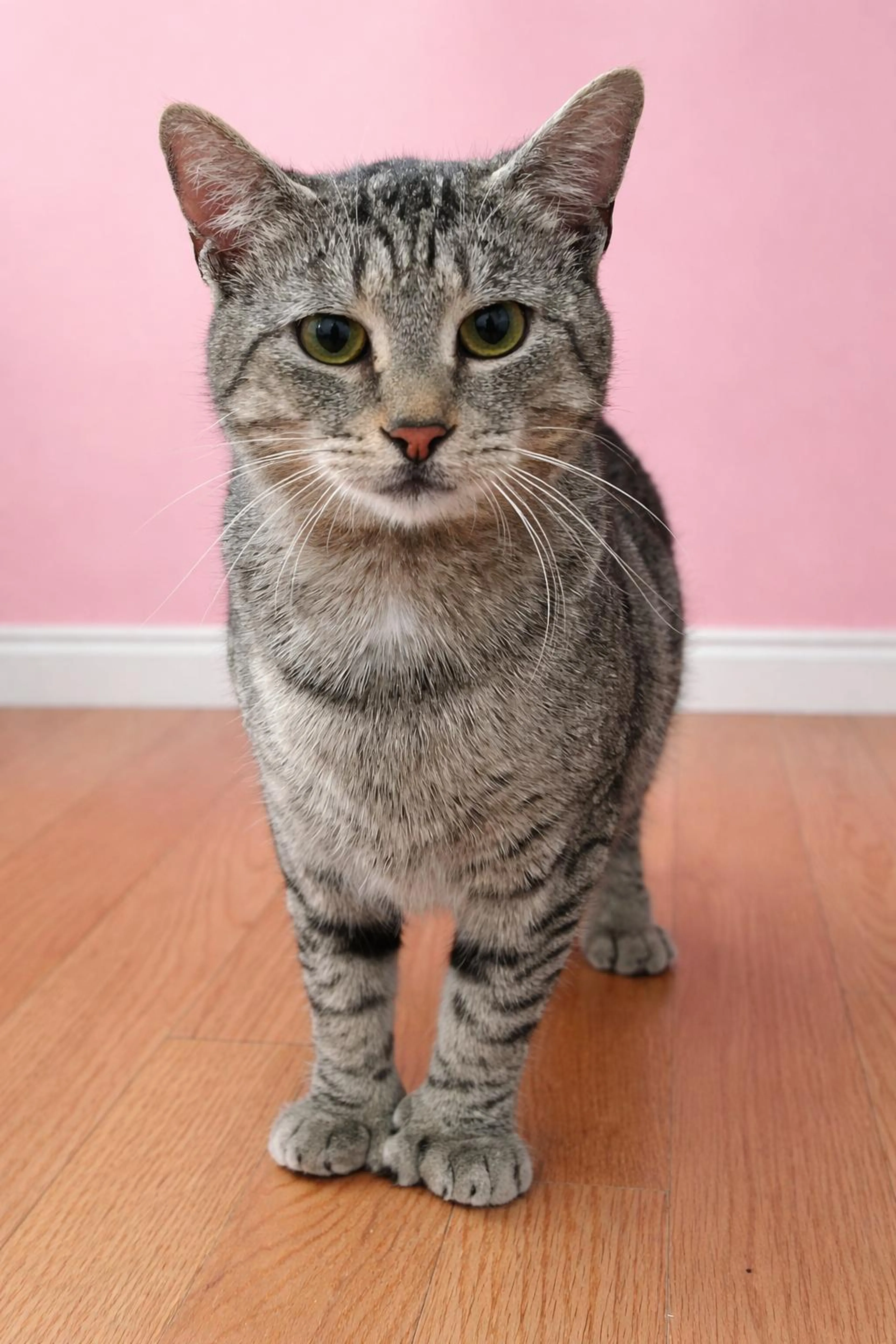 Found pet-3