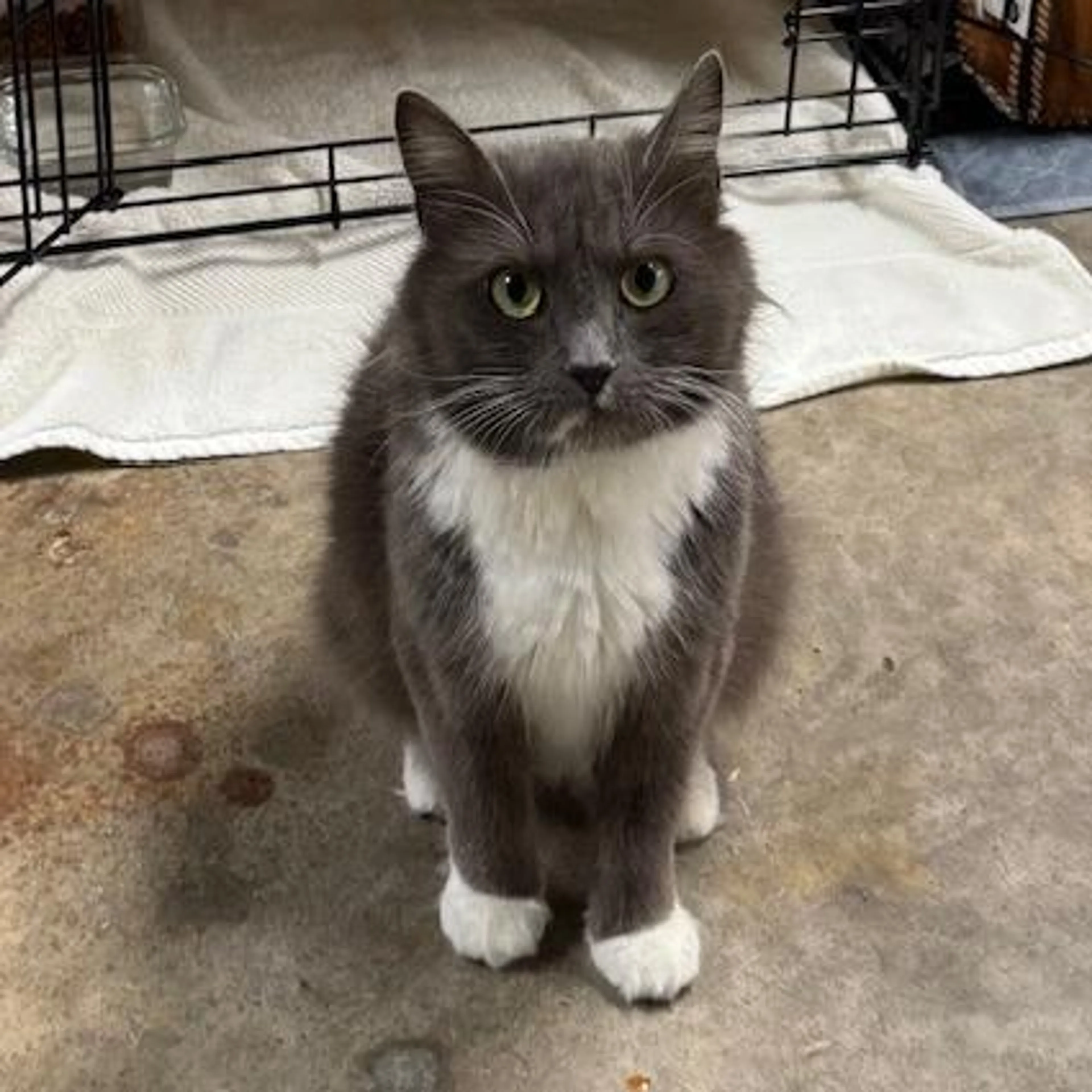 Found pet-0
