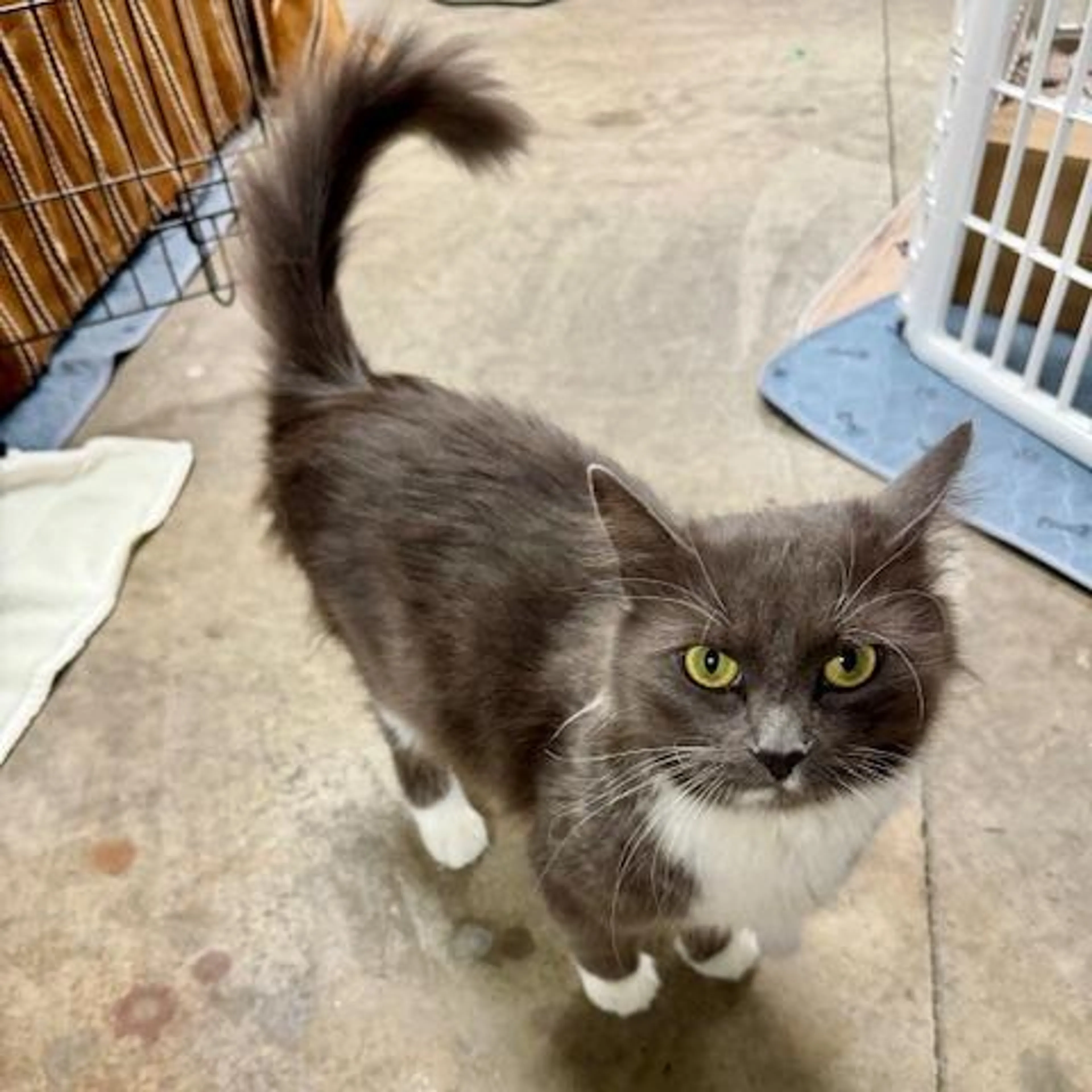 Found pet-1