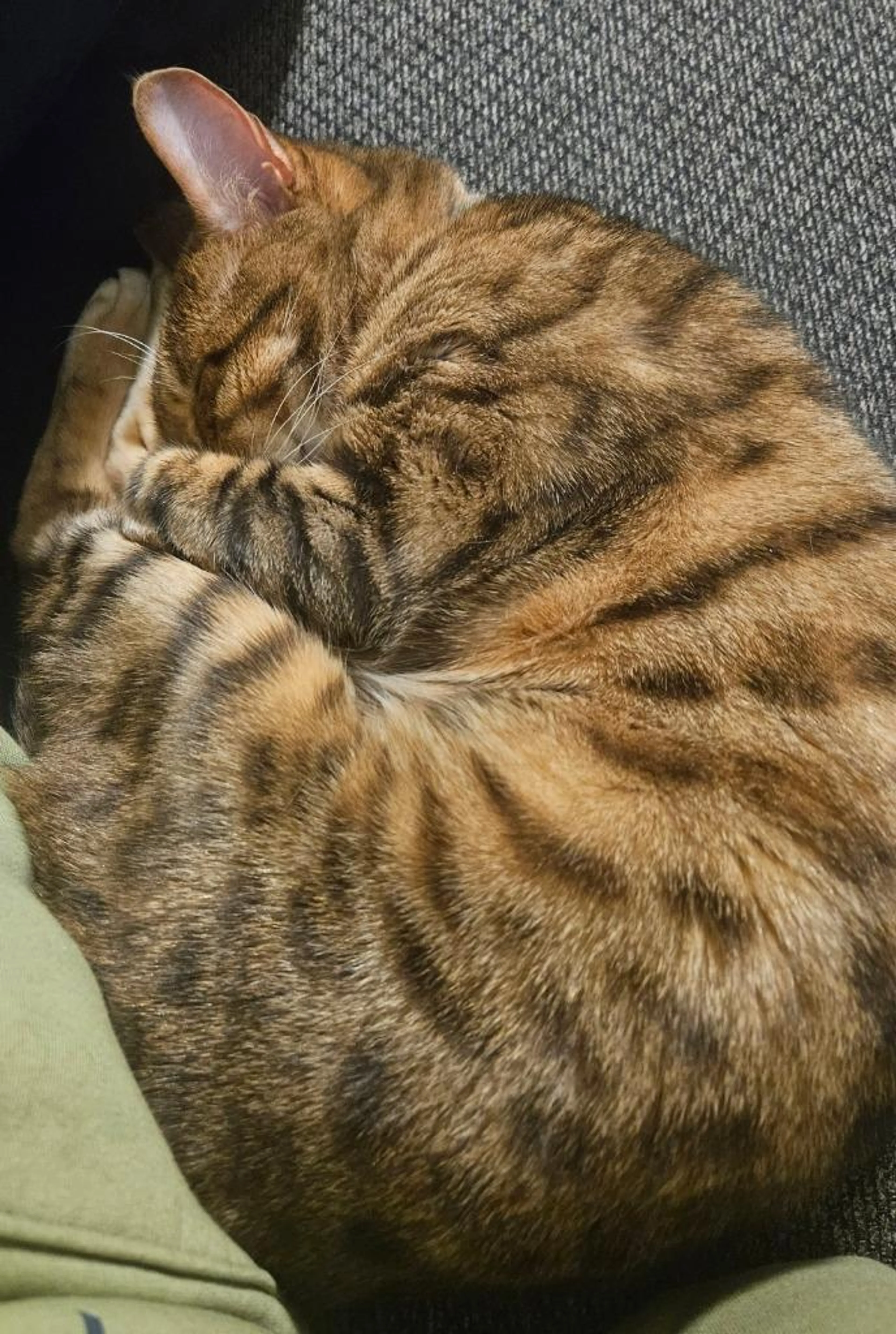 Found pet-0