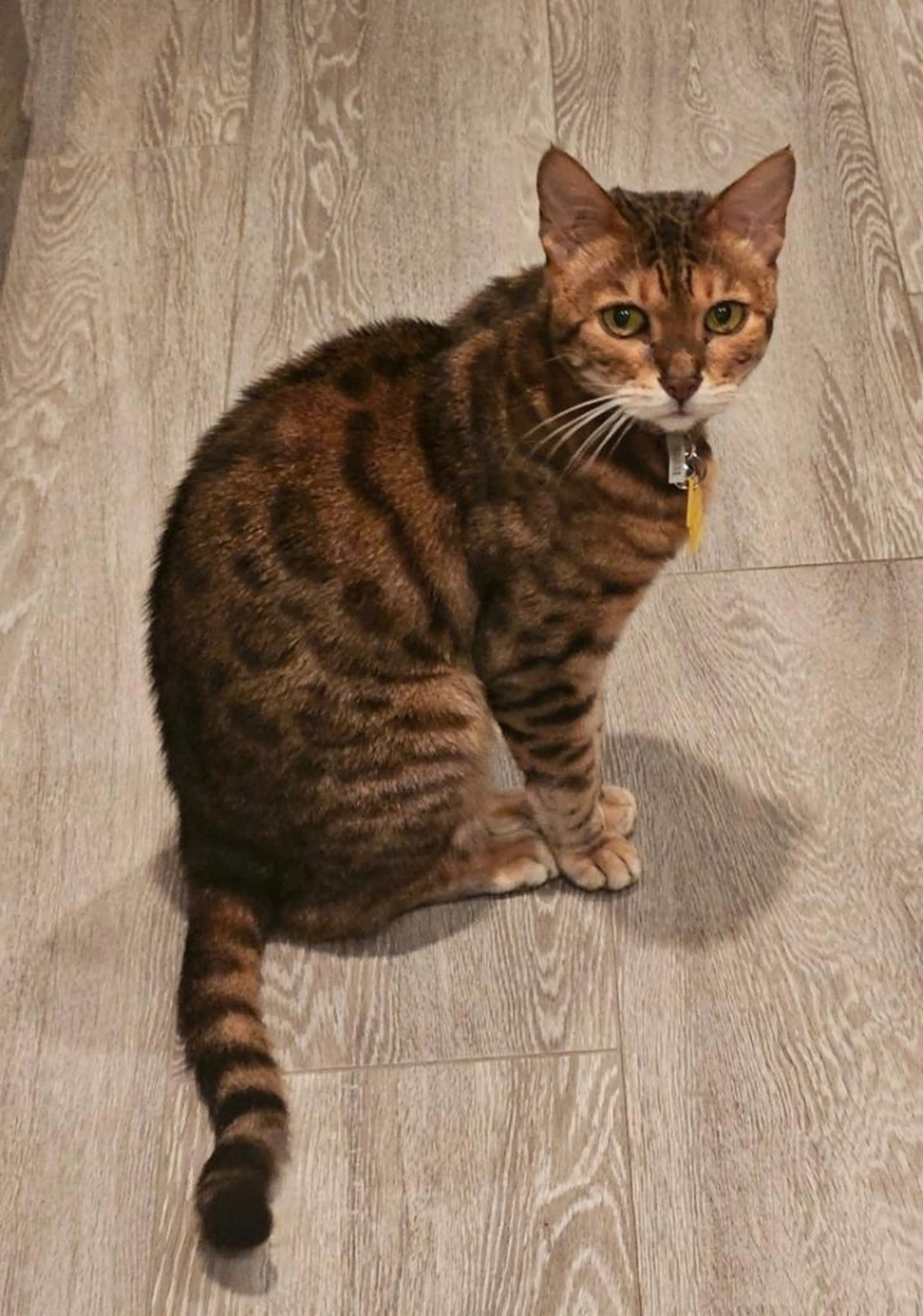 Found pet-1