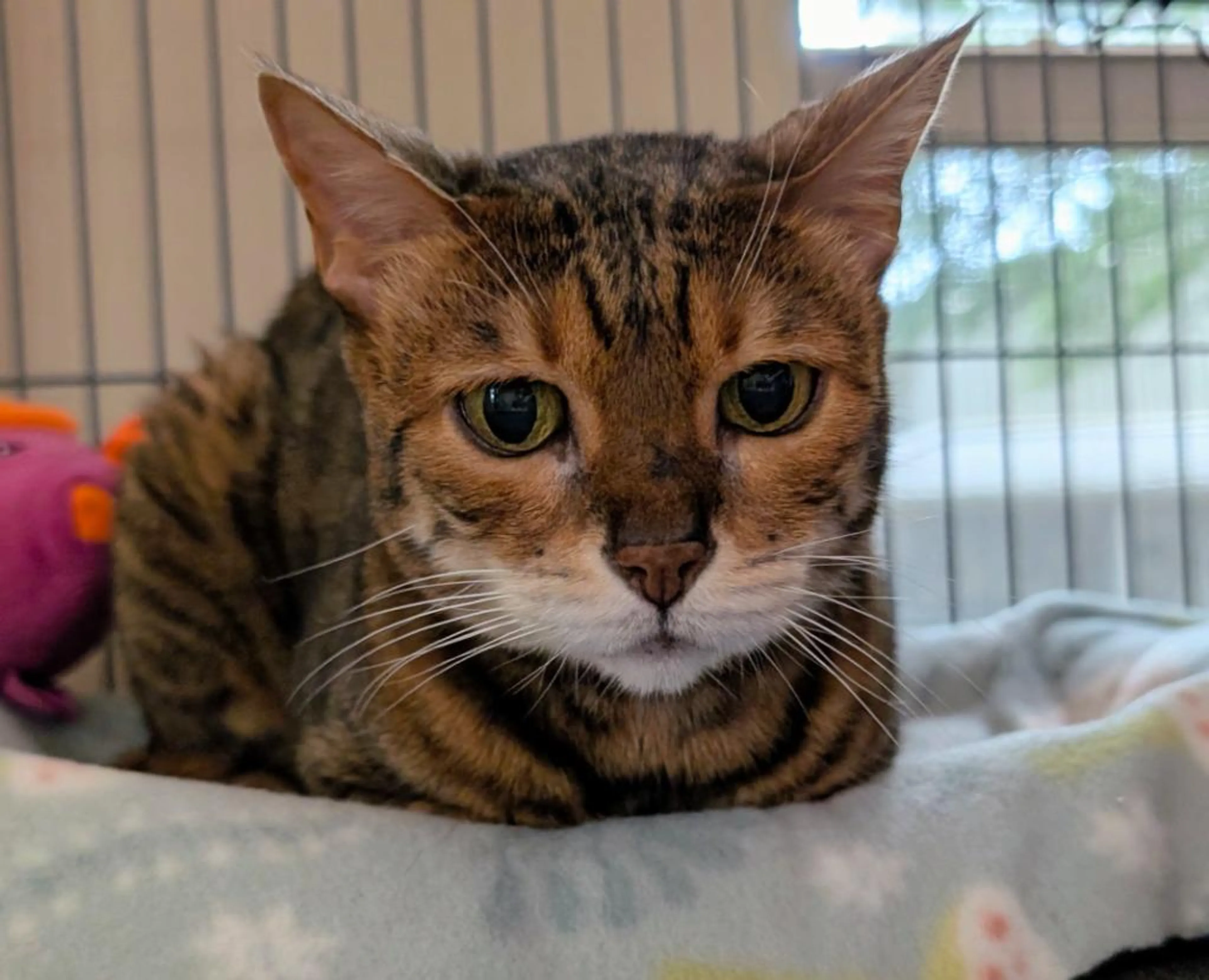 Found pet-2
