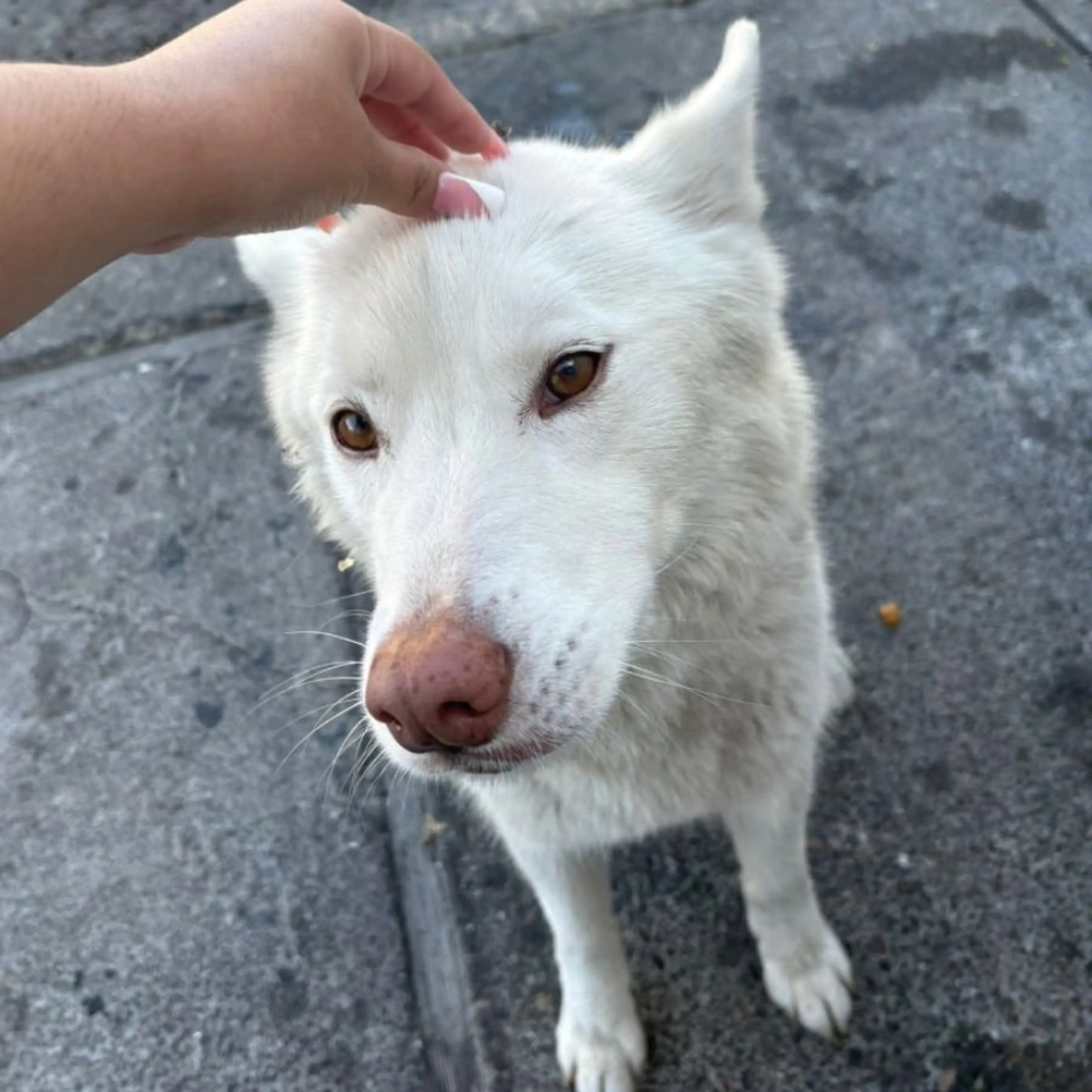 Lost pet