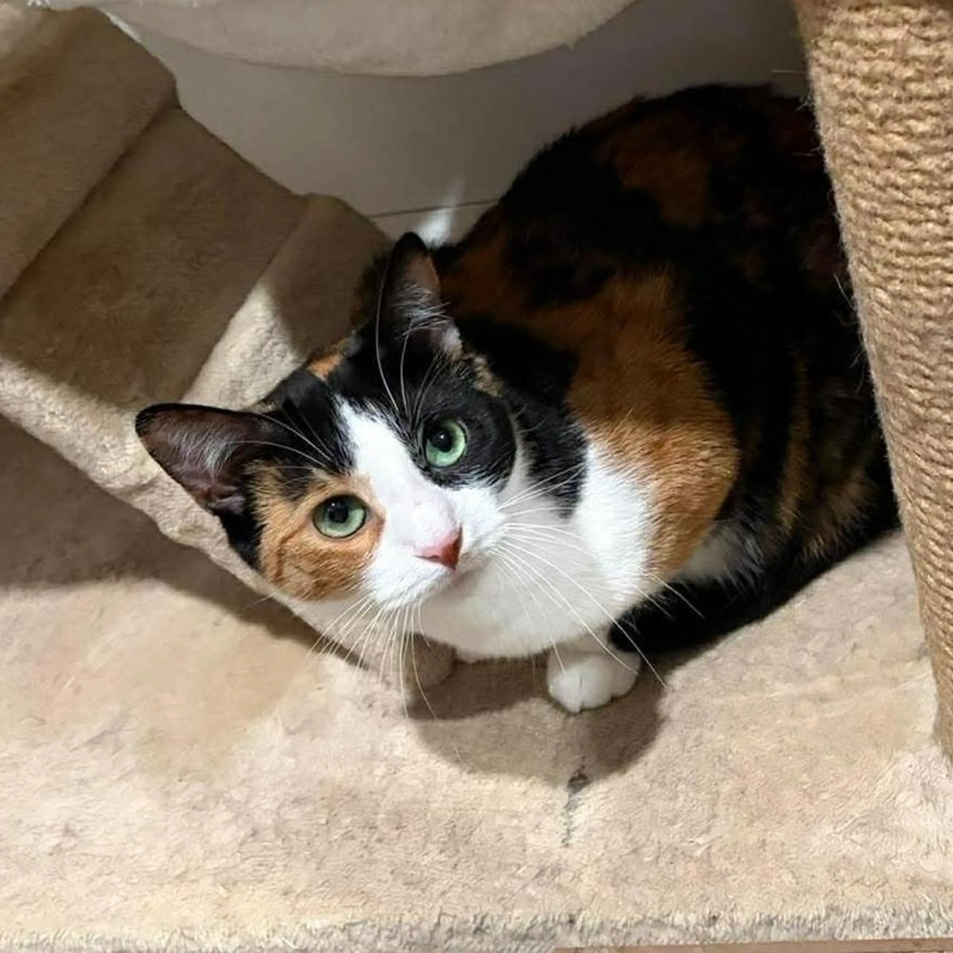 Found pet-1