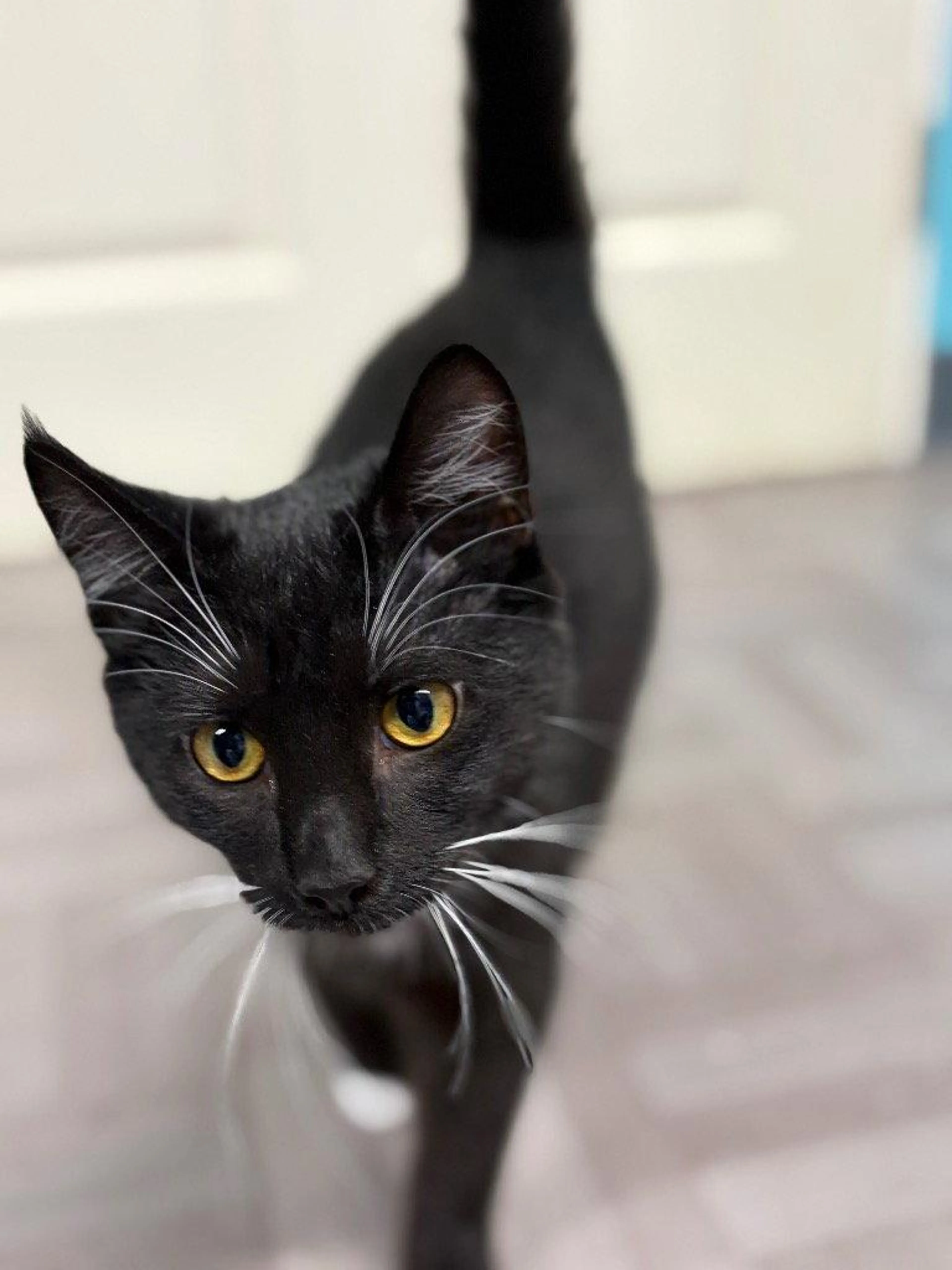 Found pet-1