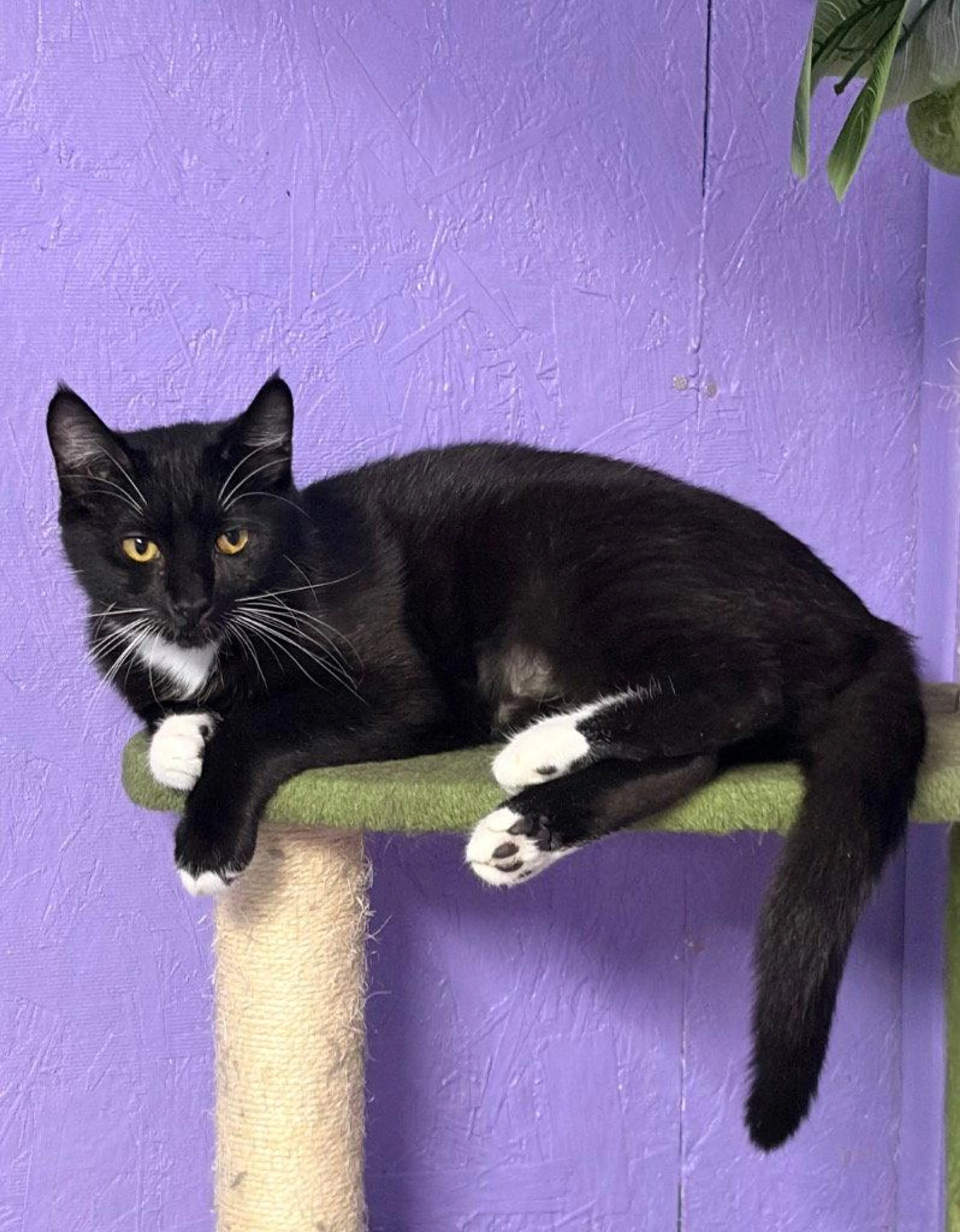 Found pet-2