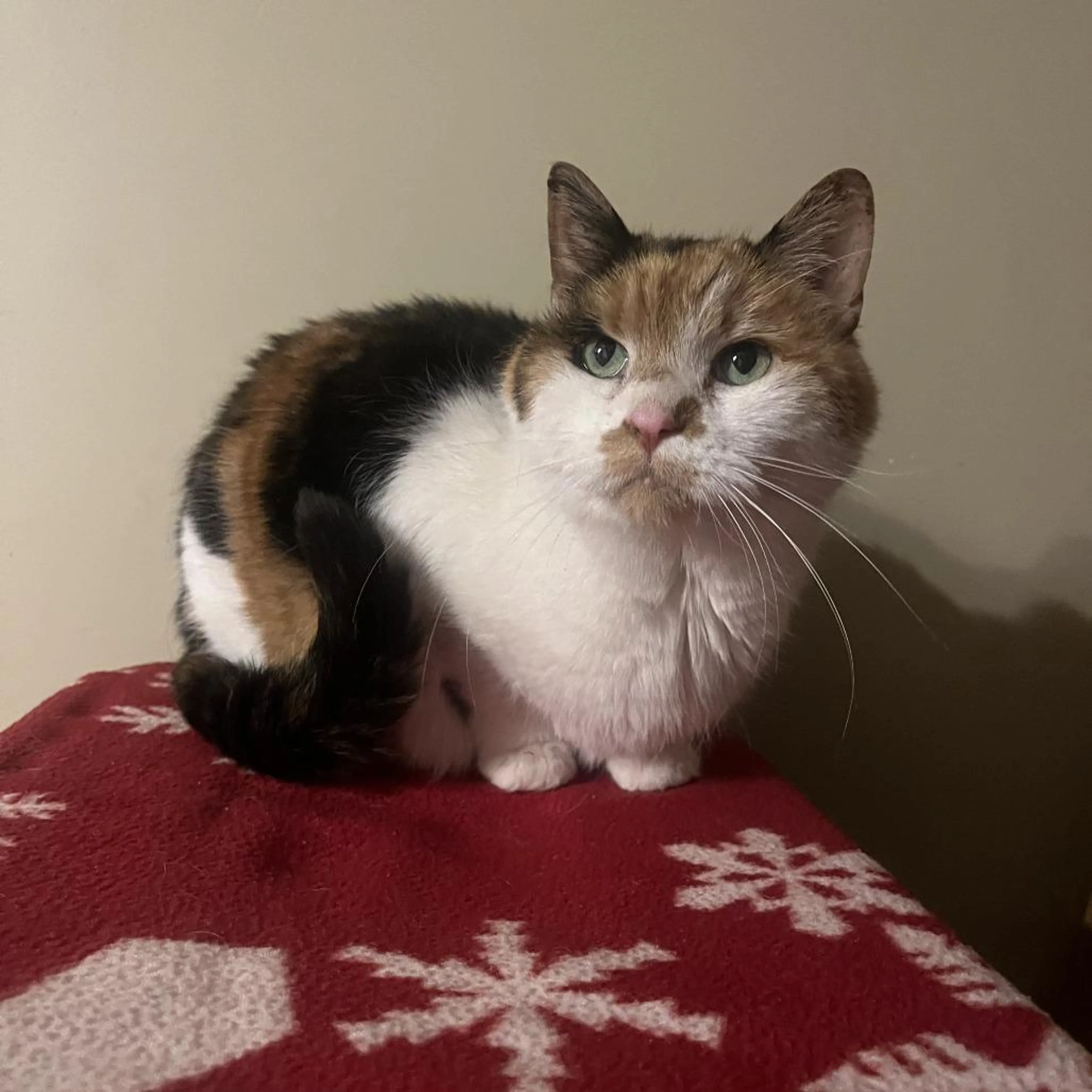 -4
