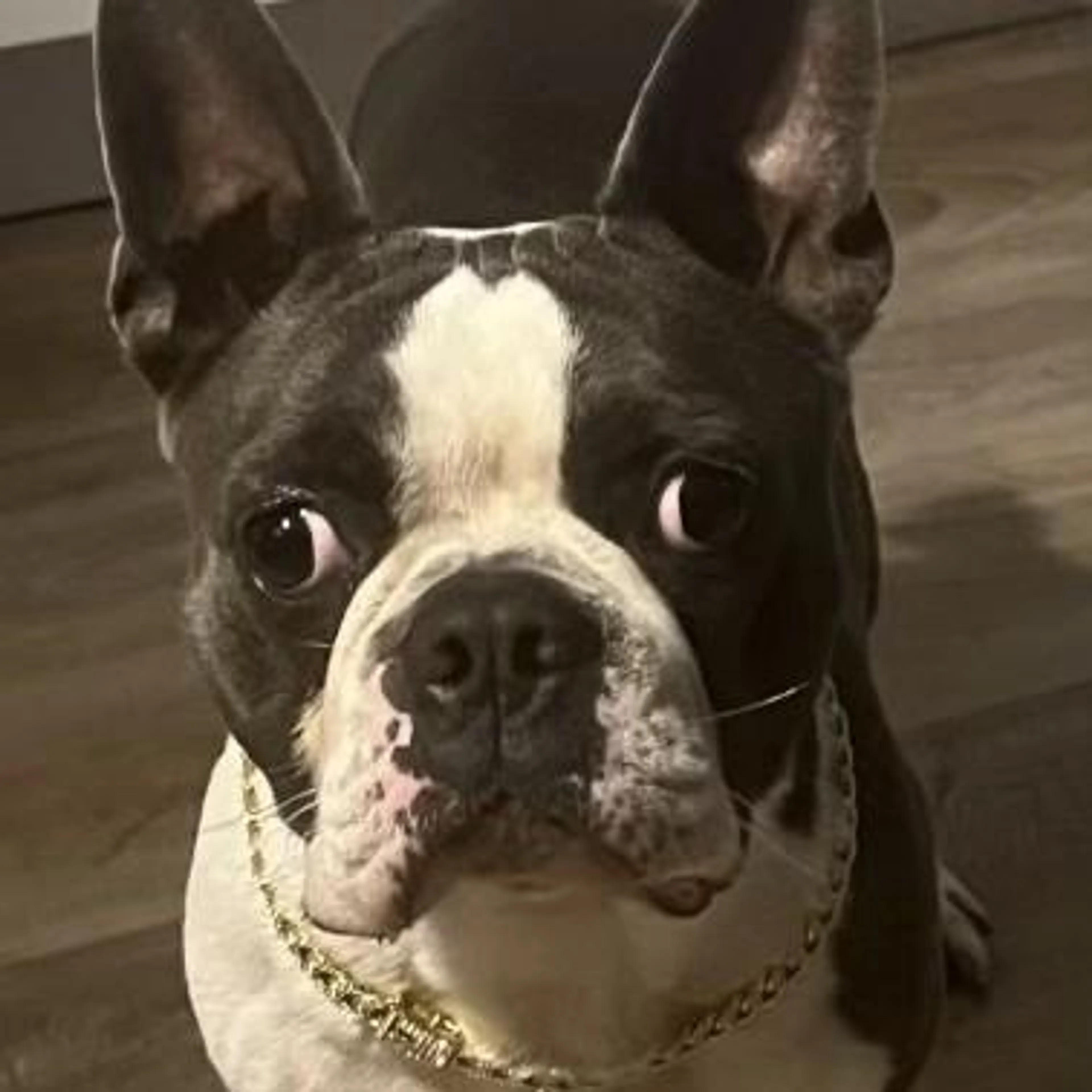Found pet