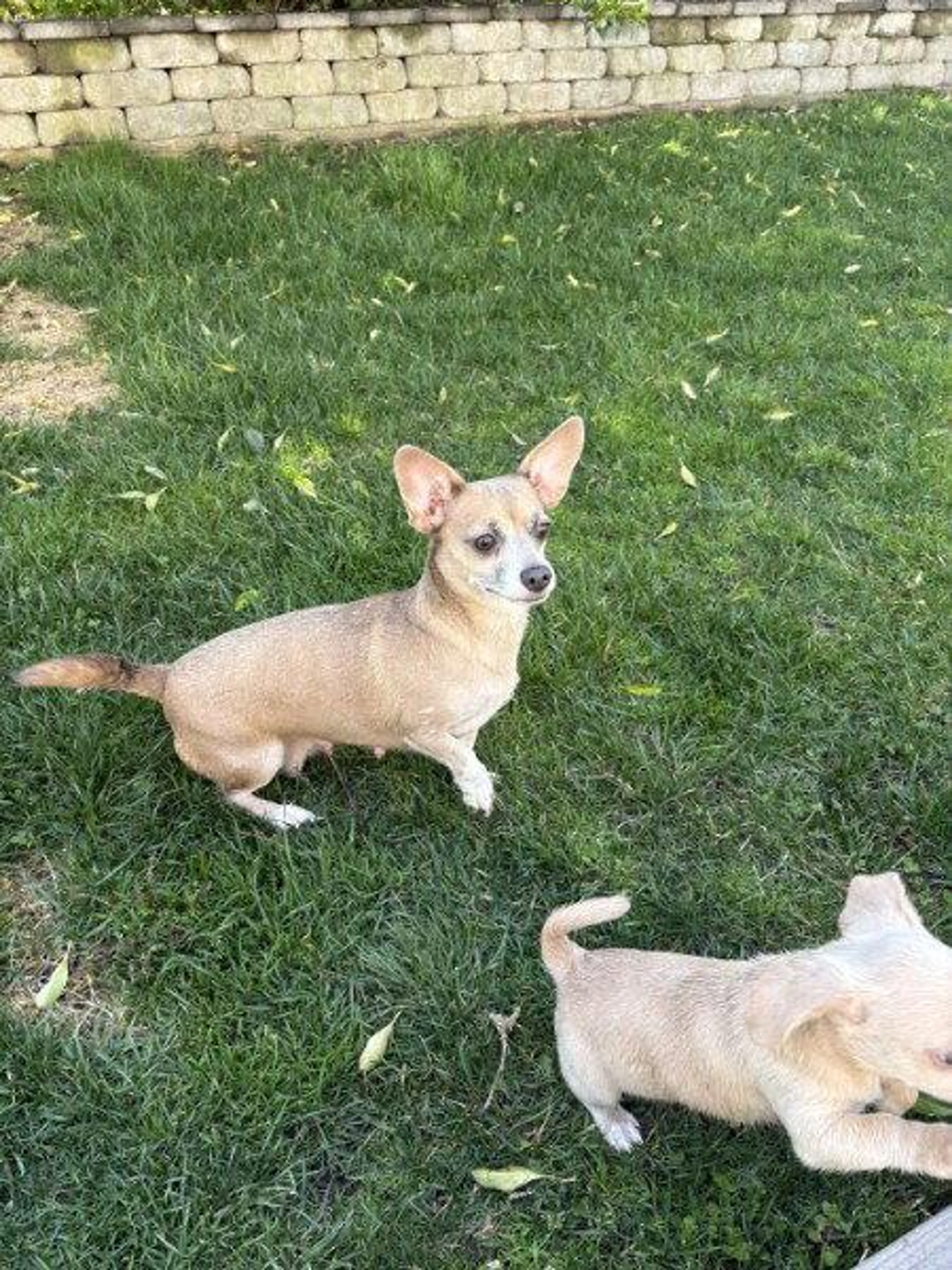 Found pet-1