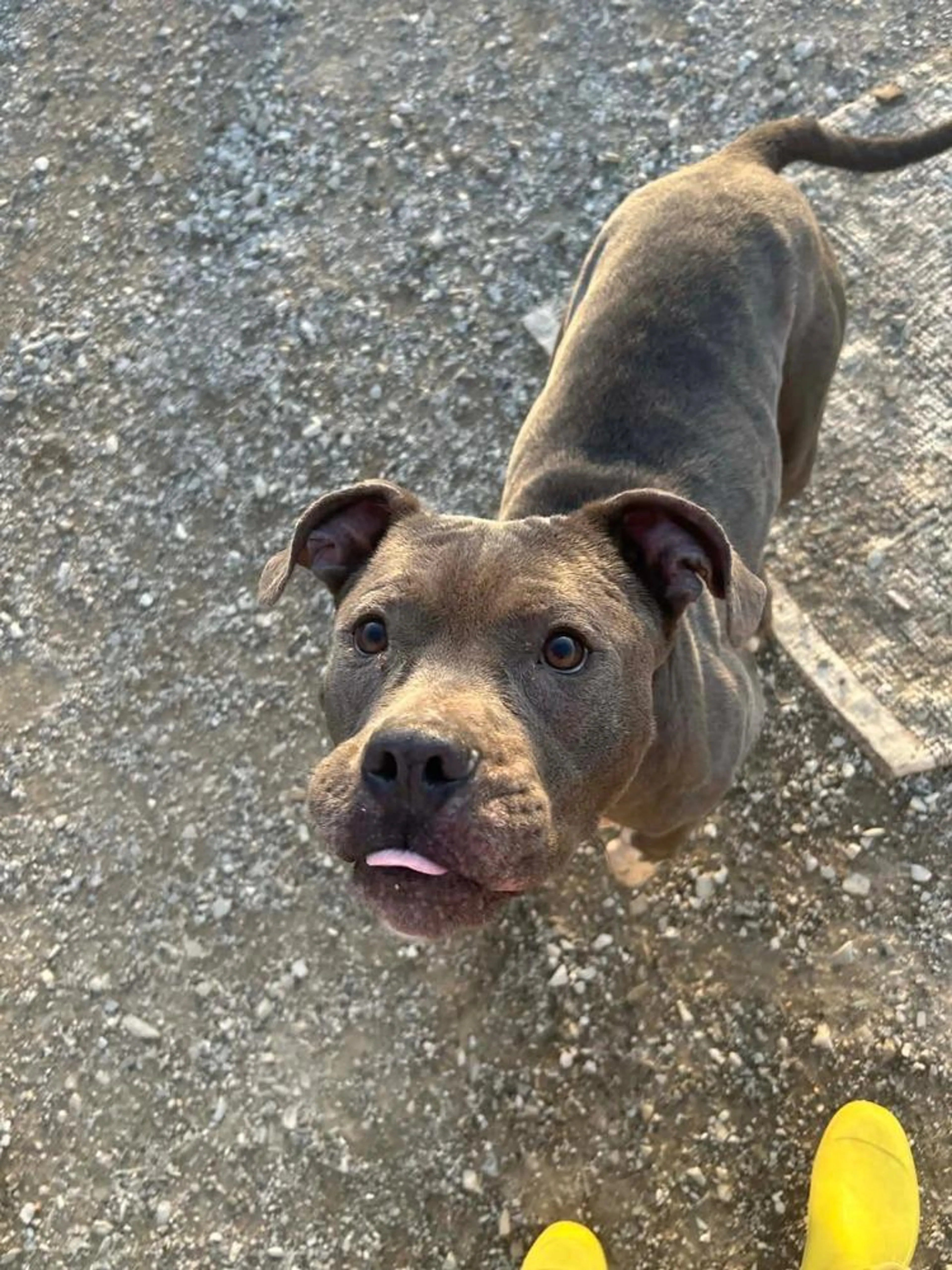 Found pet-3
