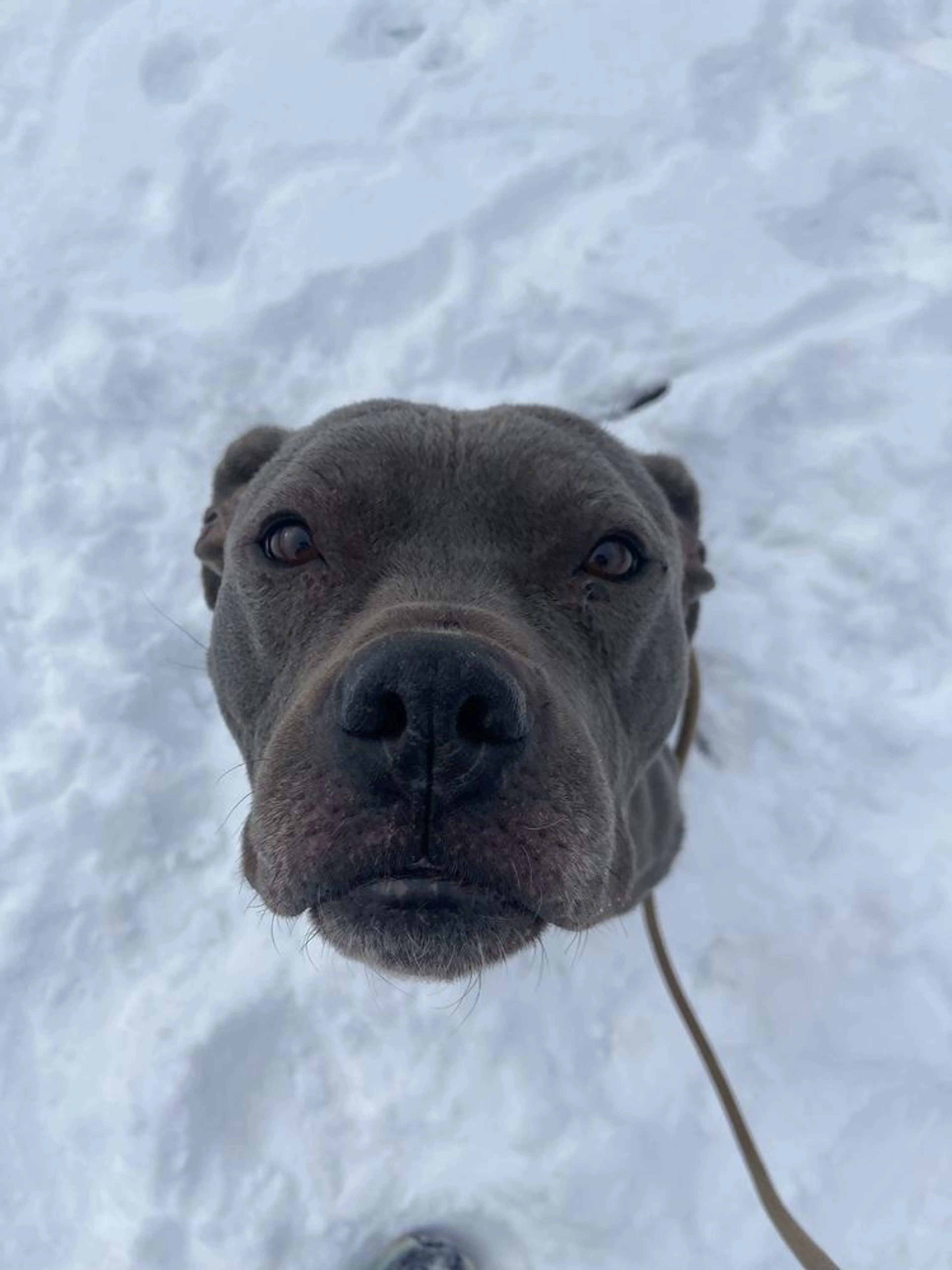 Found pet-2
