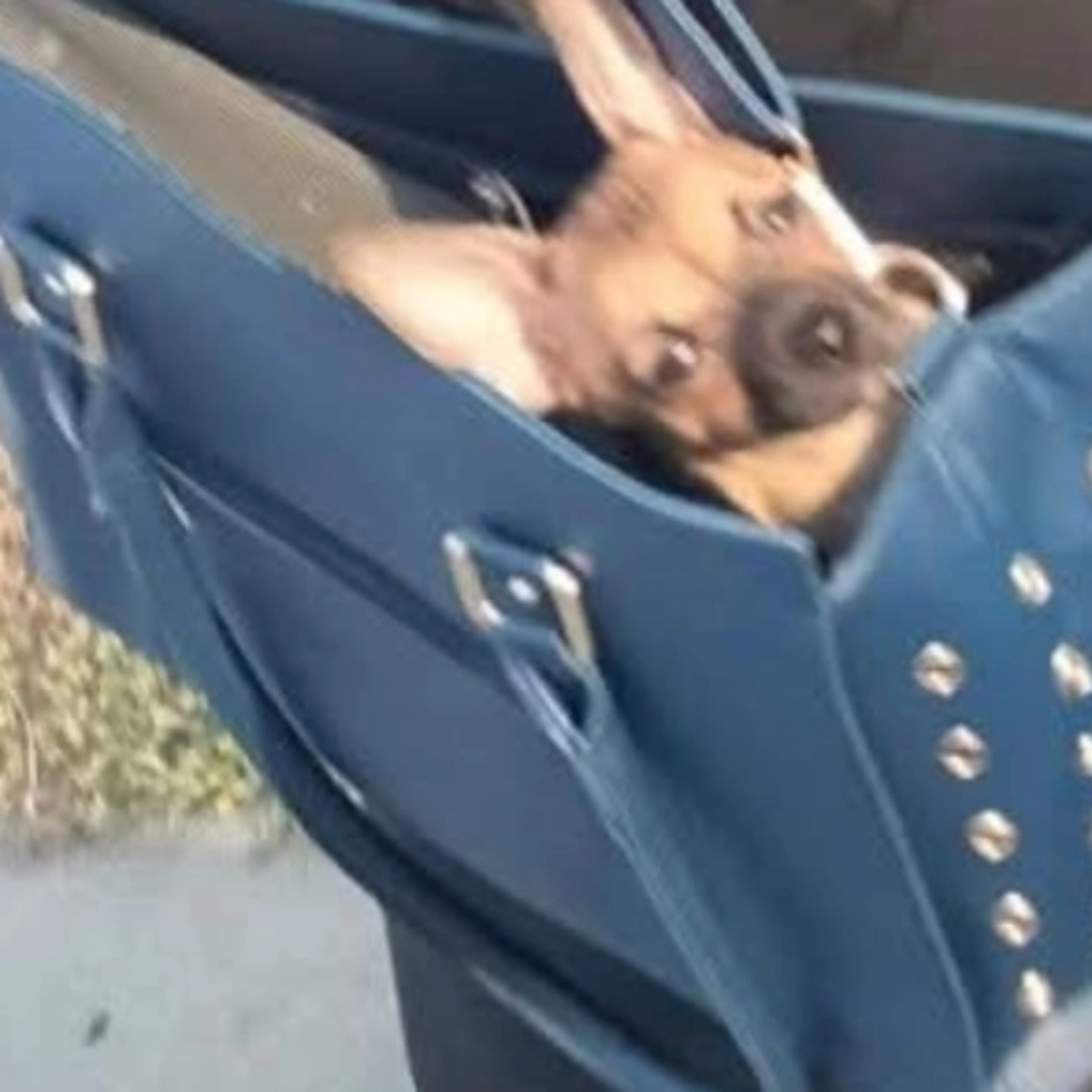 Lost pet-0