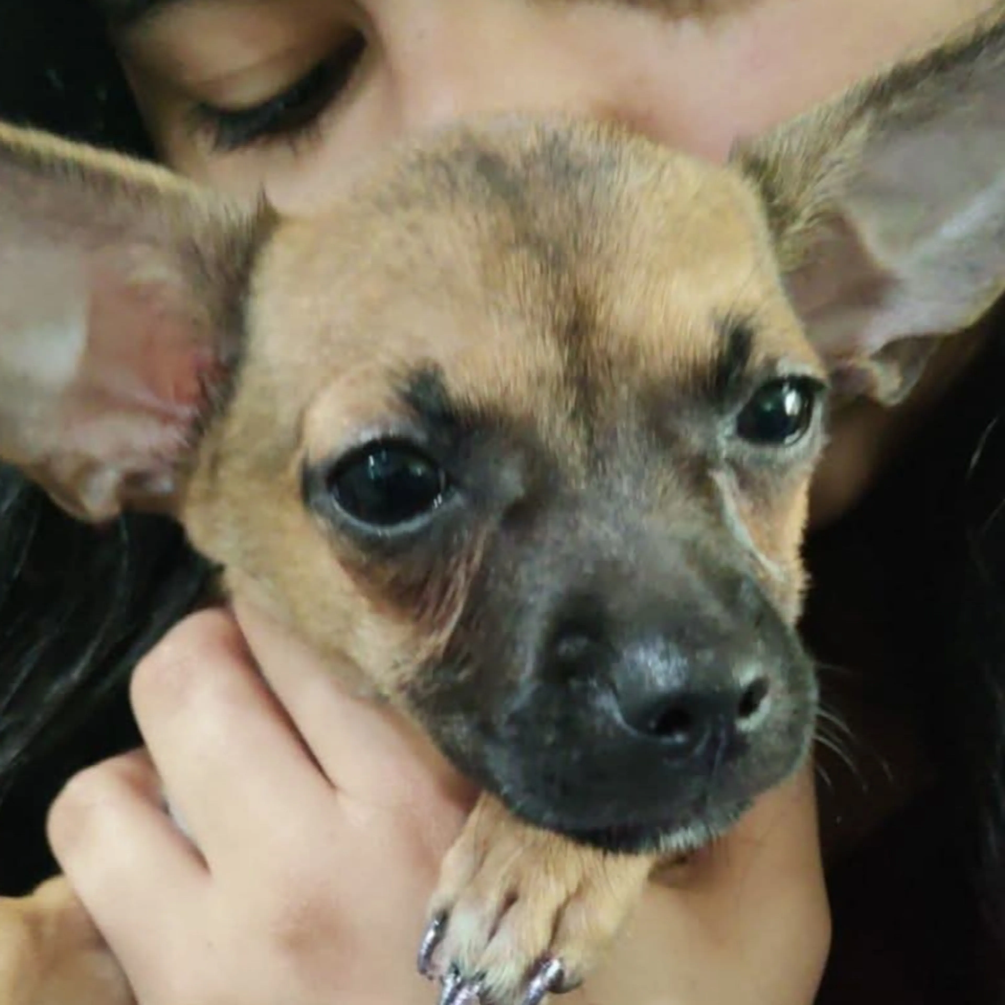 Lost pet-1