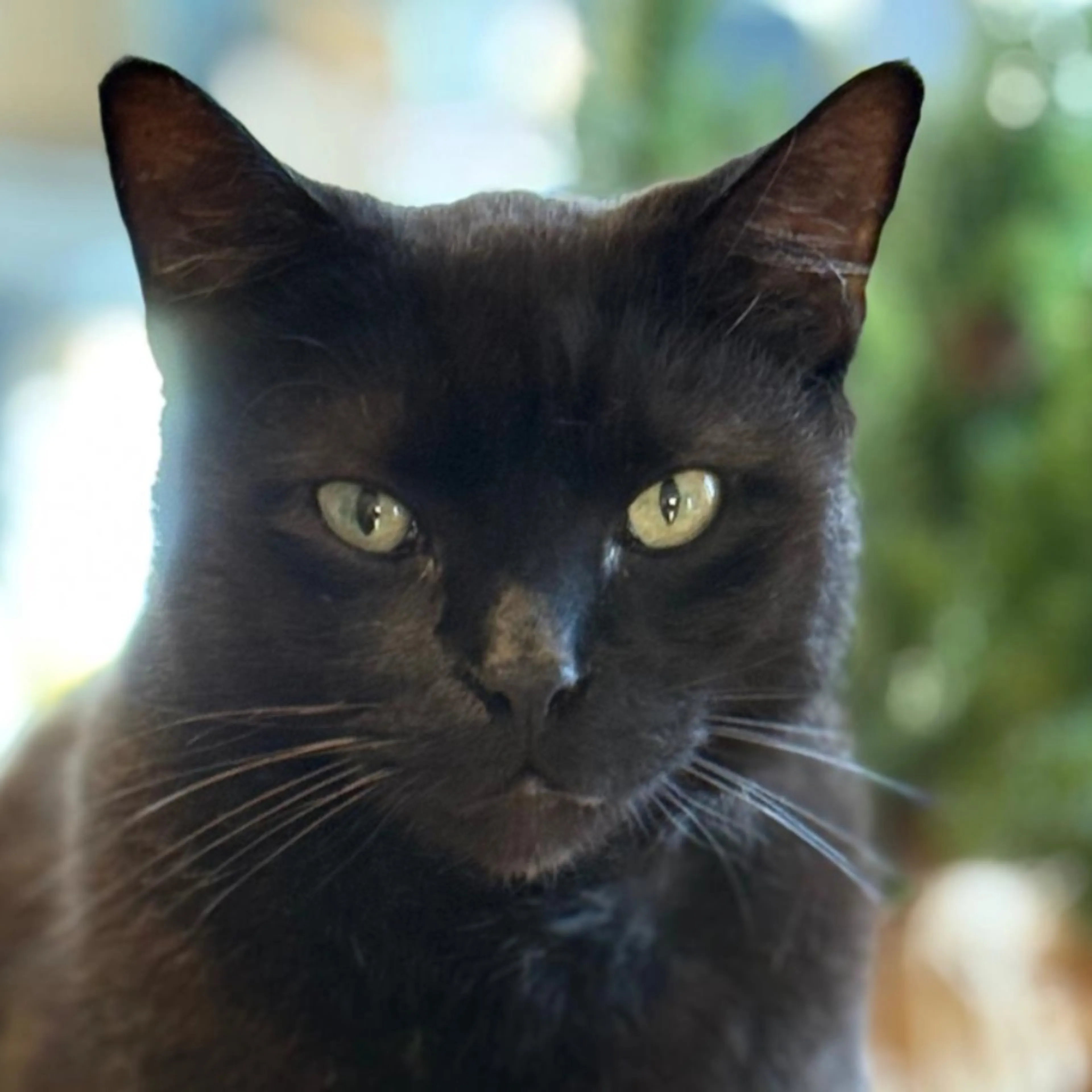 Lost pet