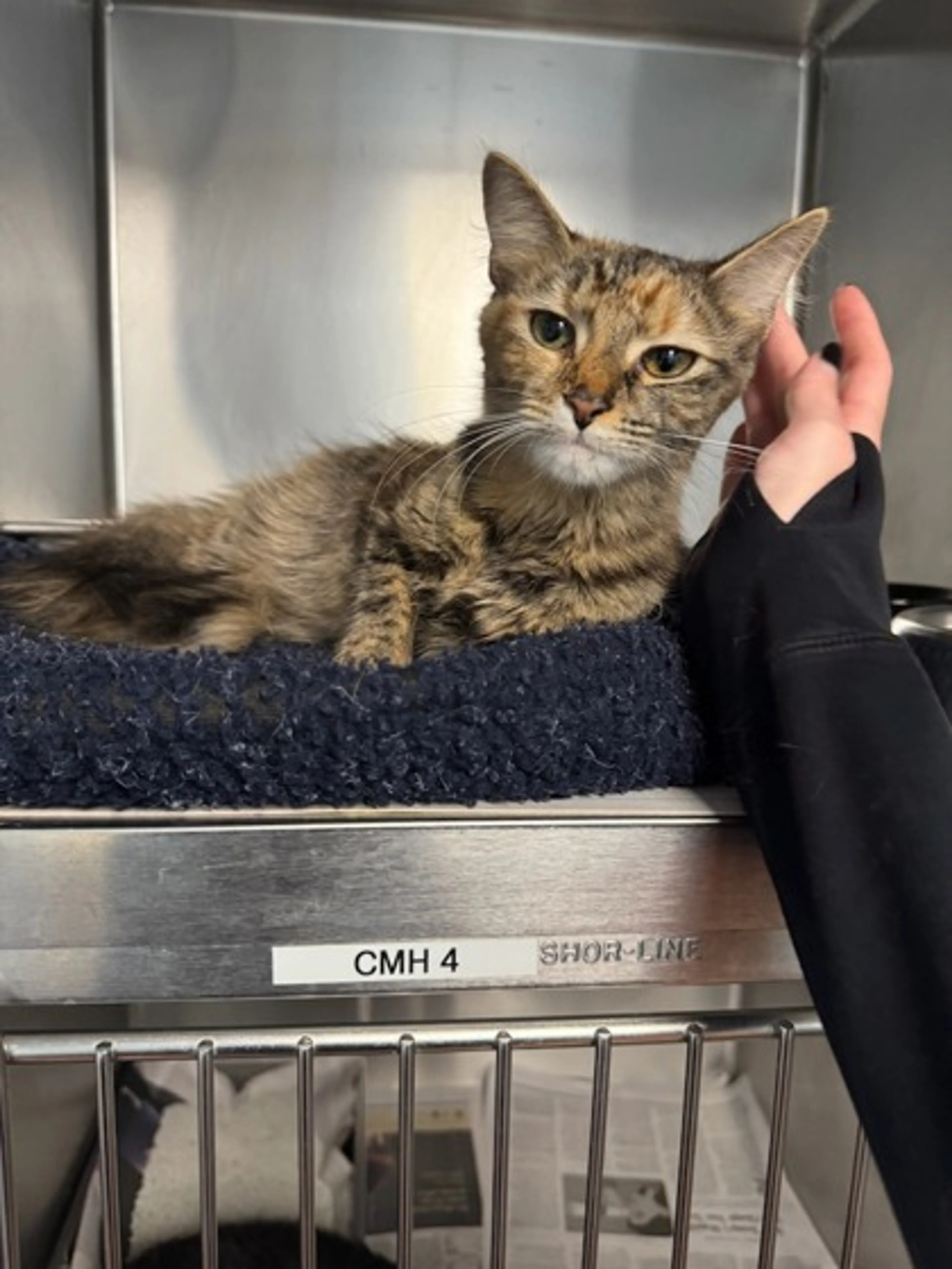 Found pet-1