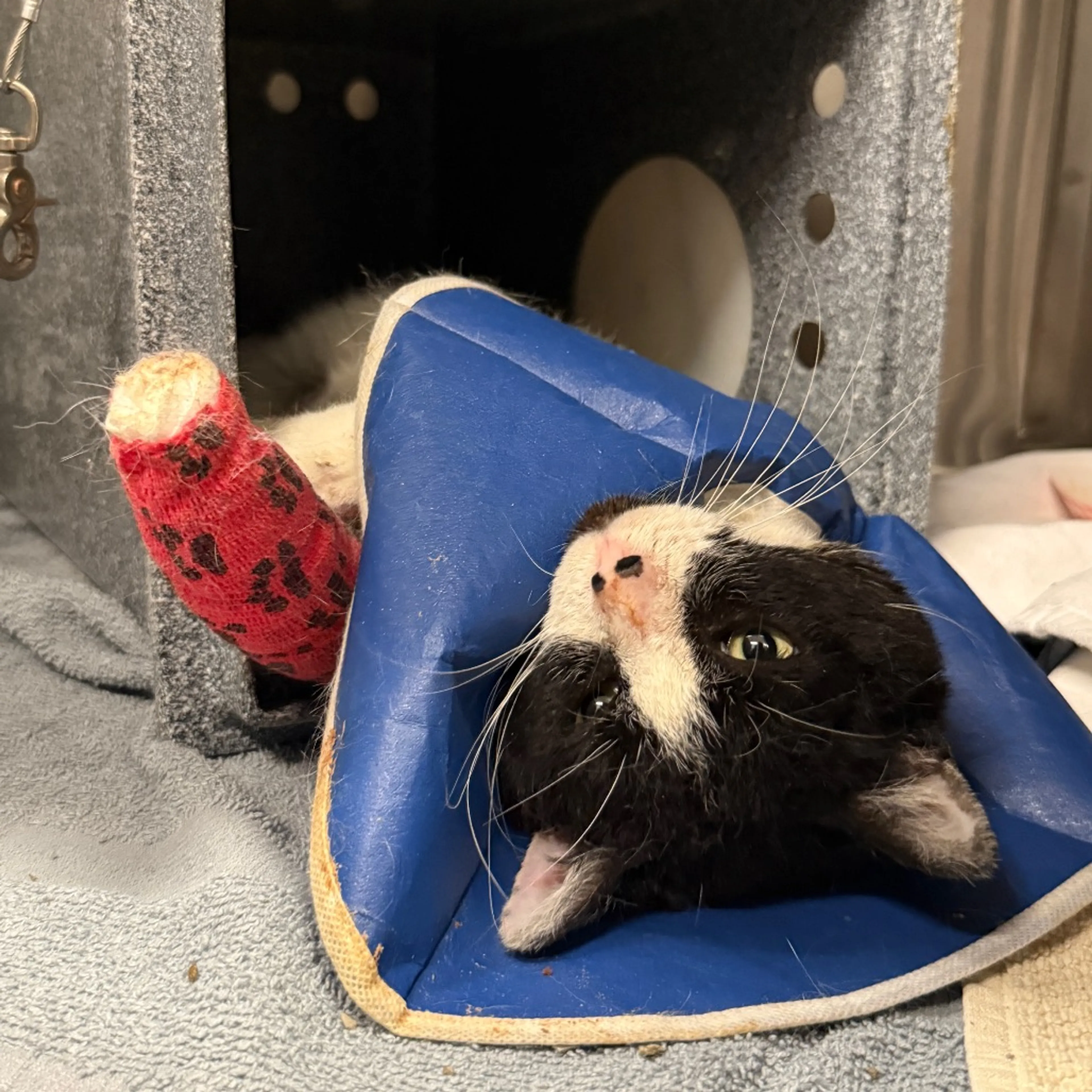 Found pet-5