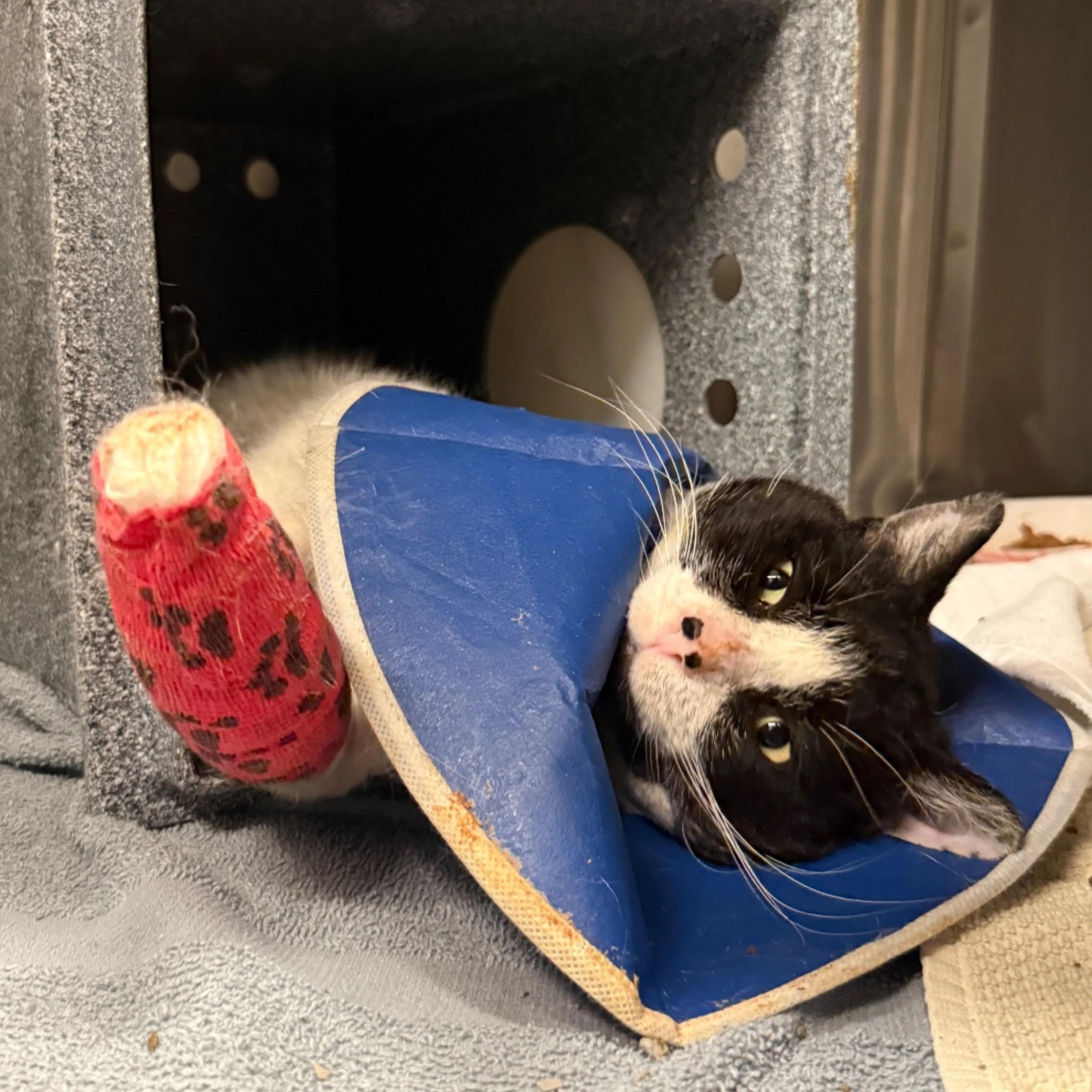 Found pet-2