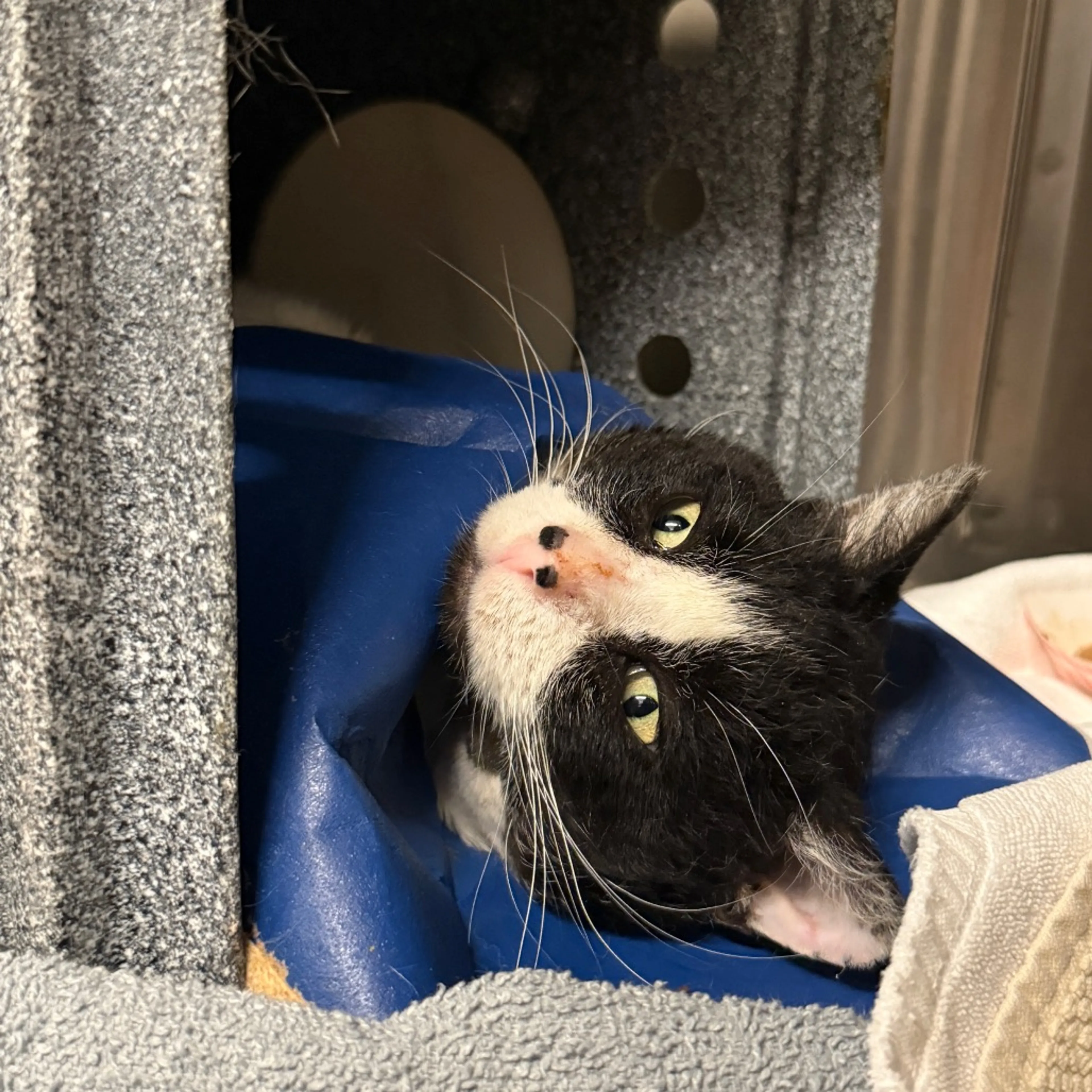 Found pet-4