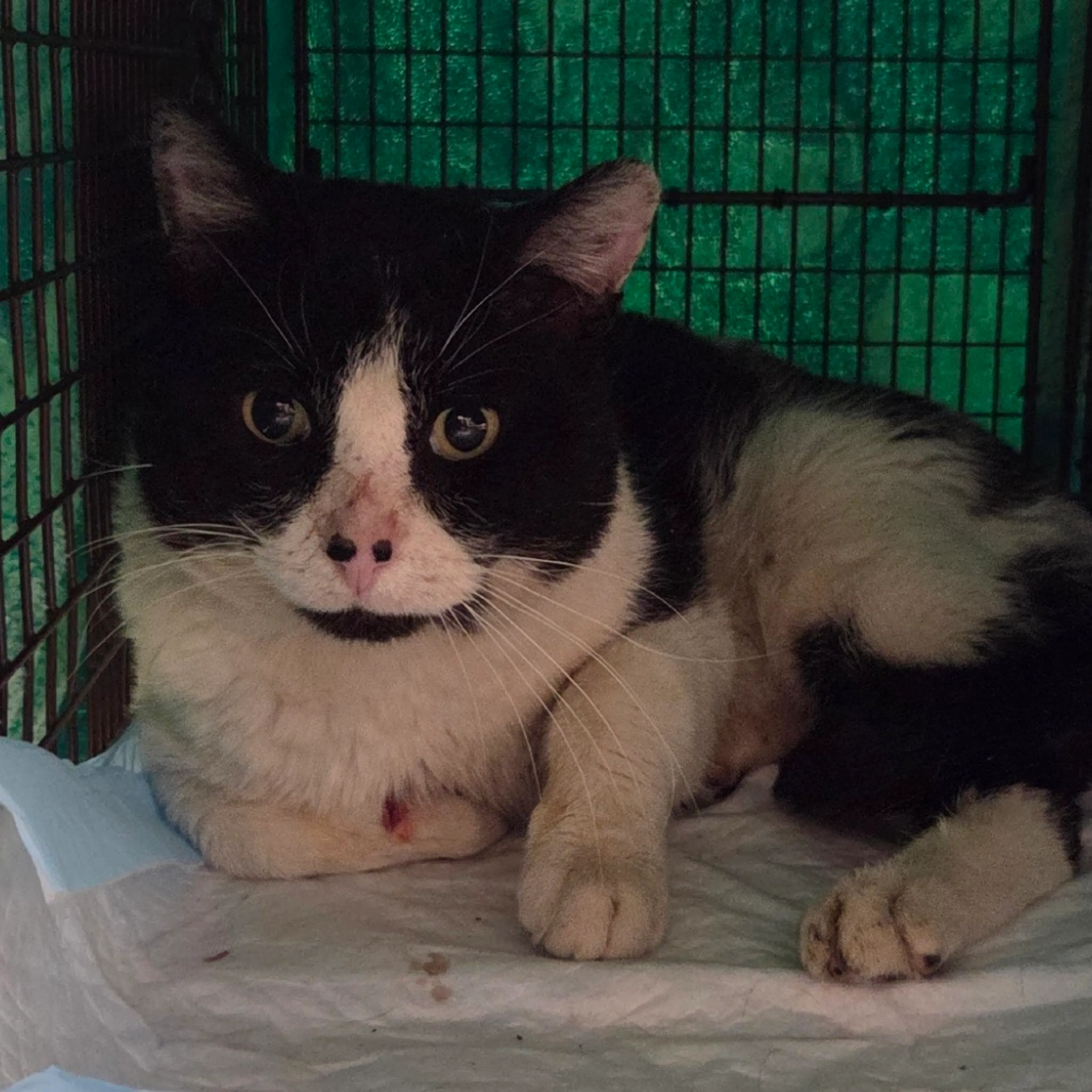 Found pet-1