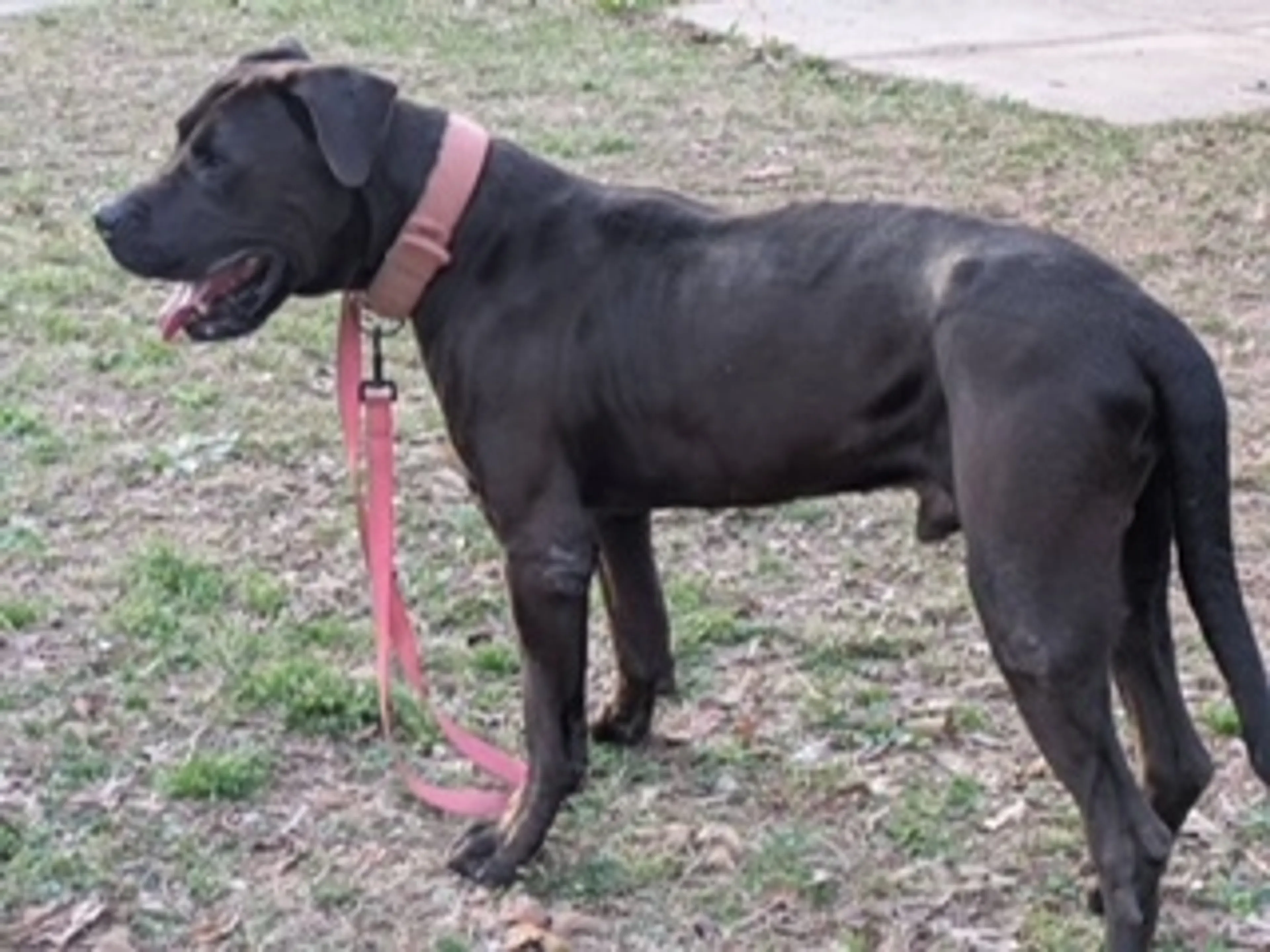 Found pet
