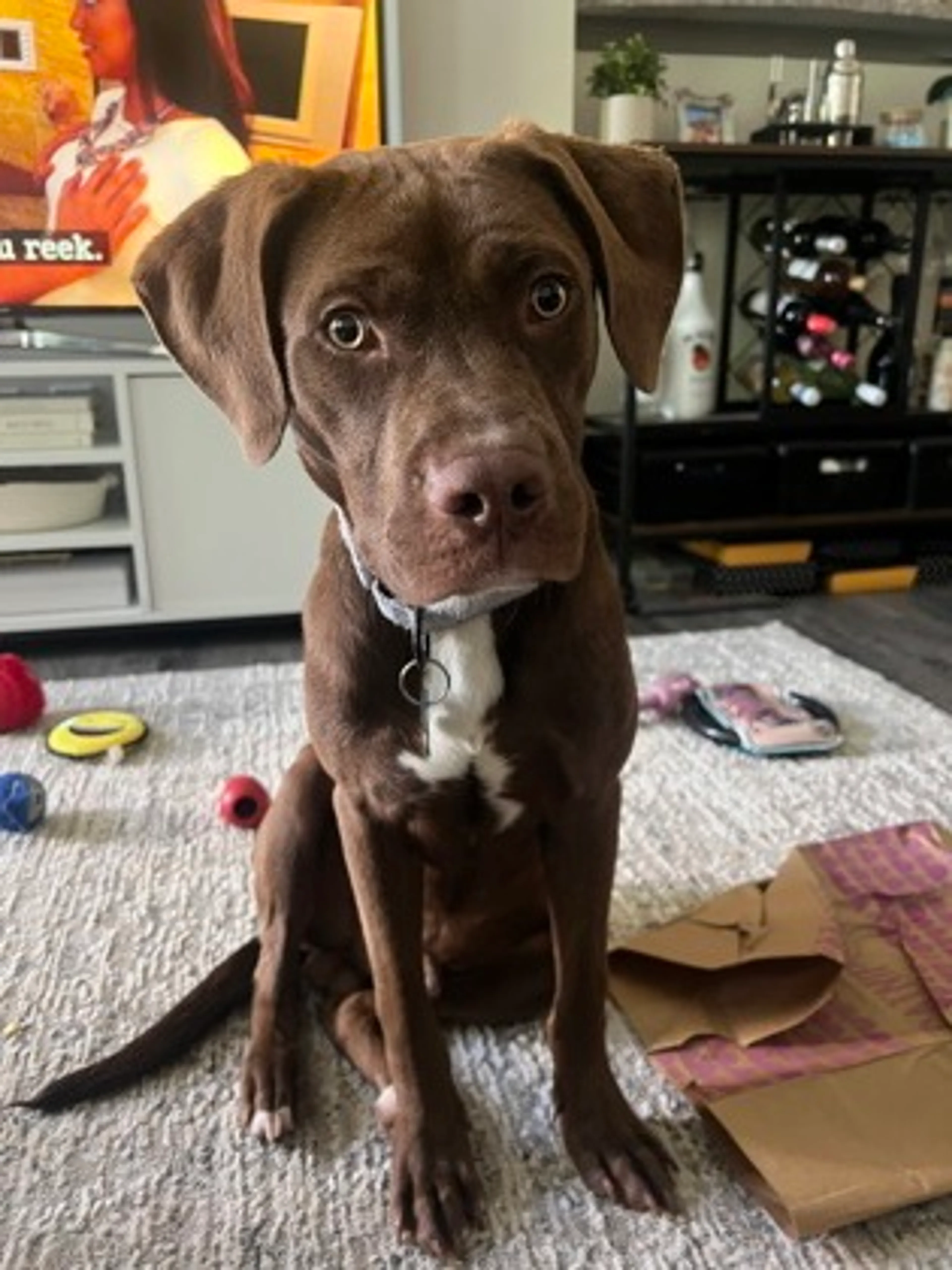 Found pet