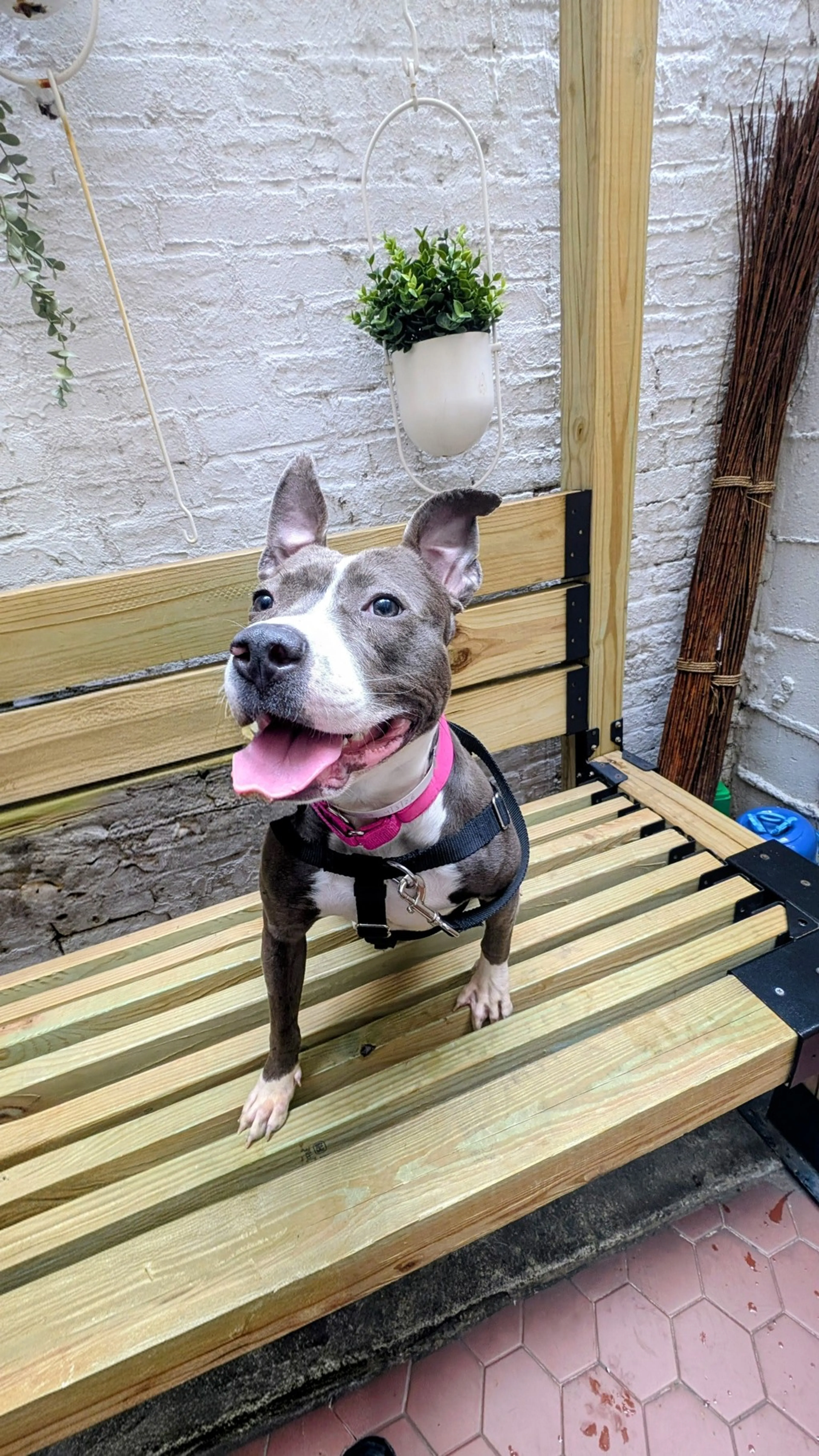 Found pet-3