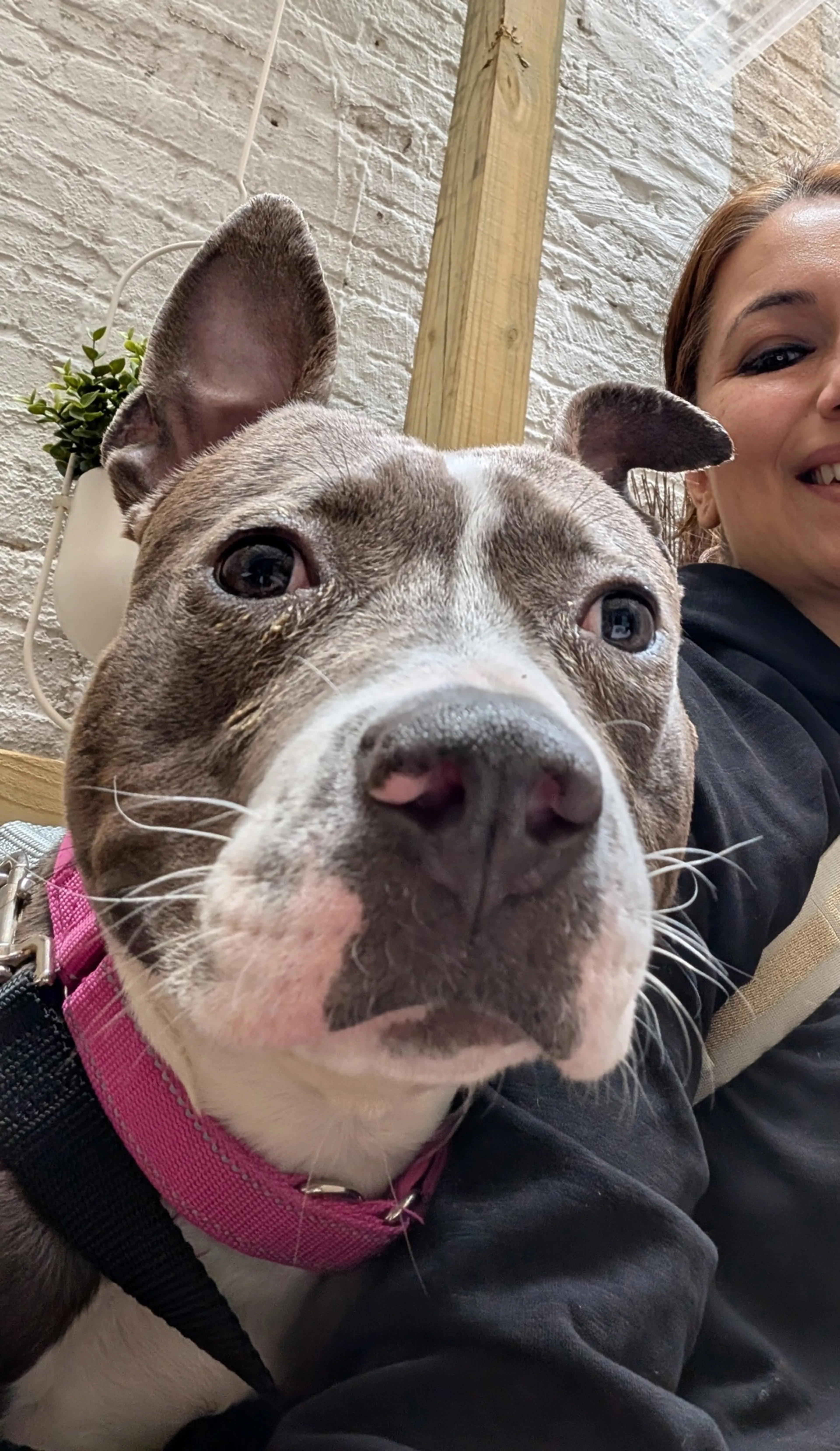 Found pet-1