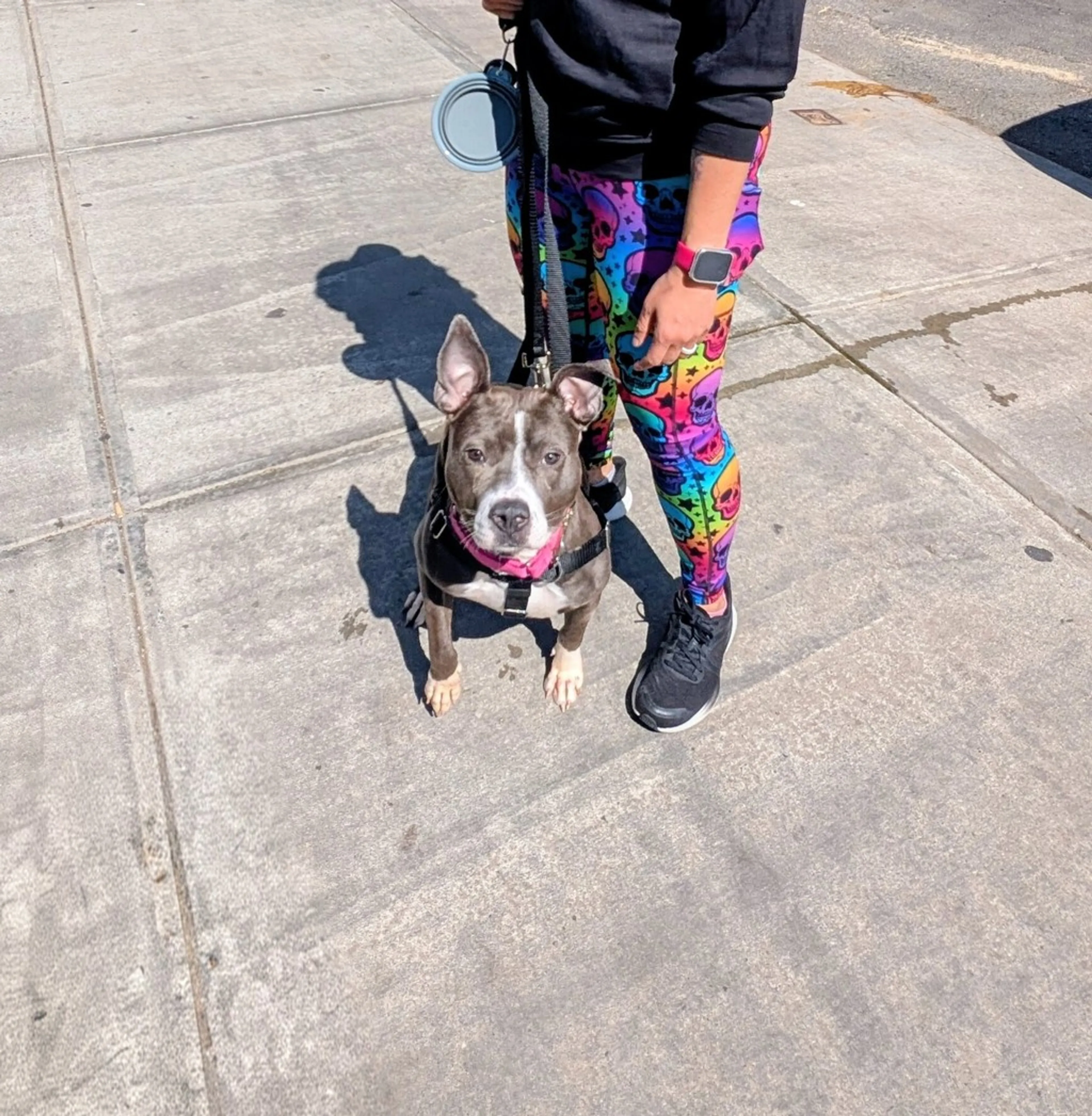 Found pet-2