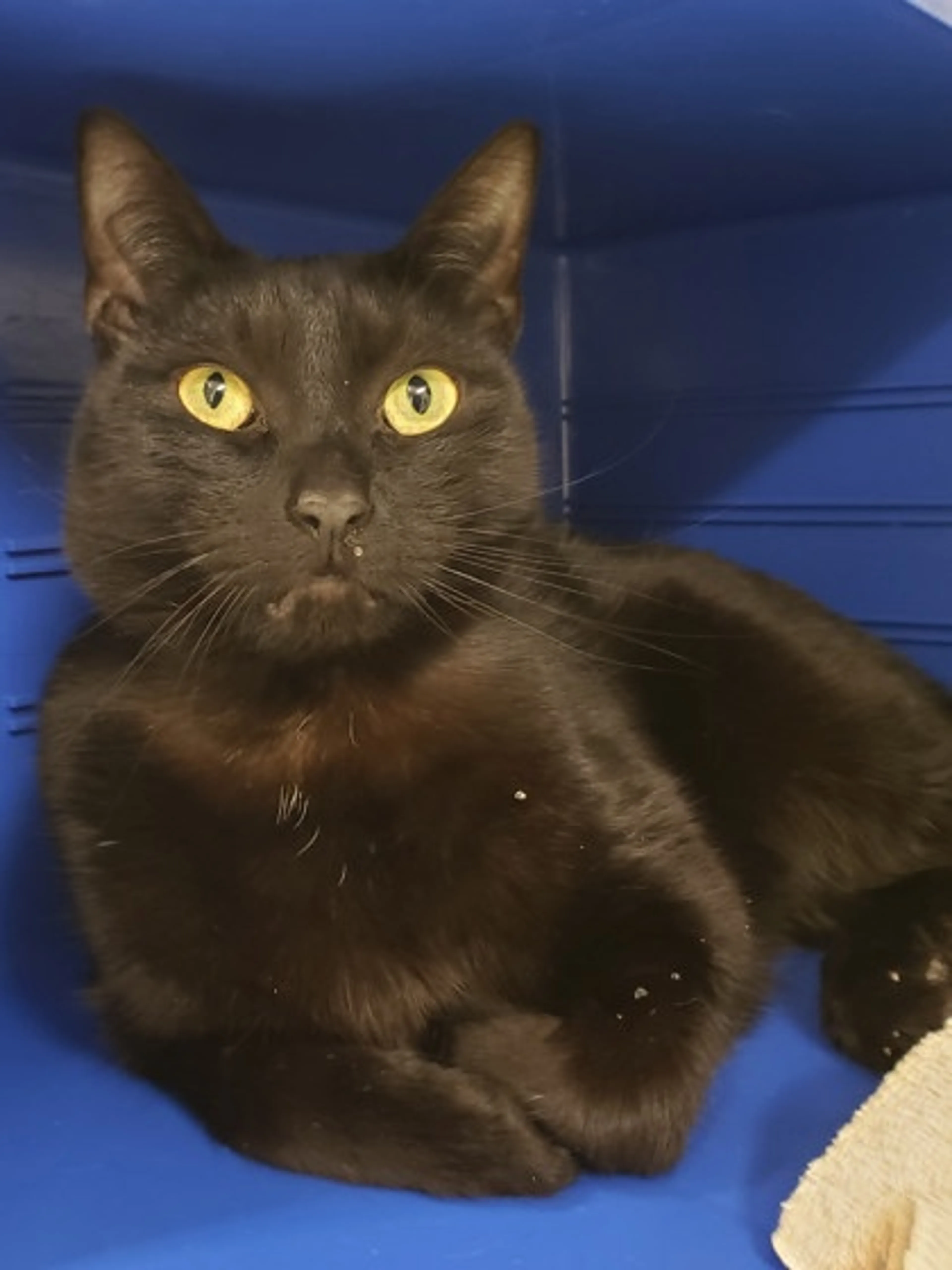Found pet