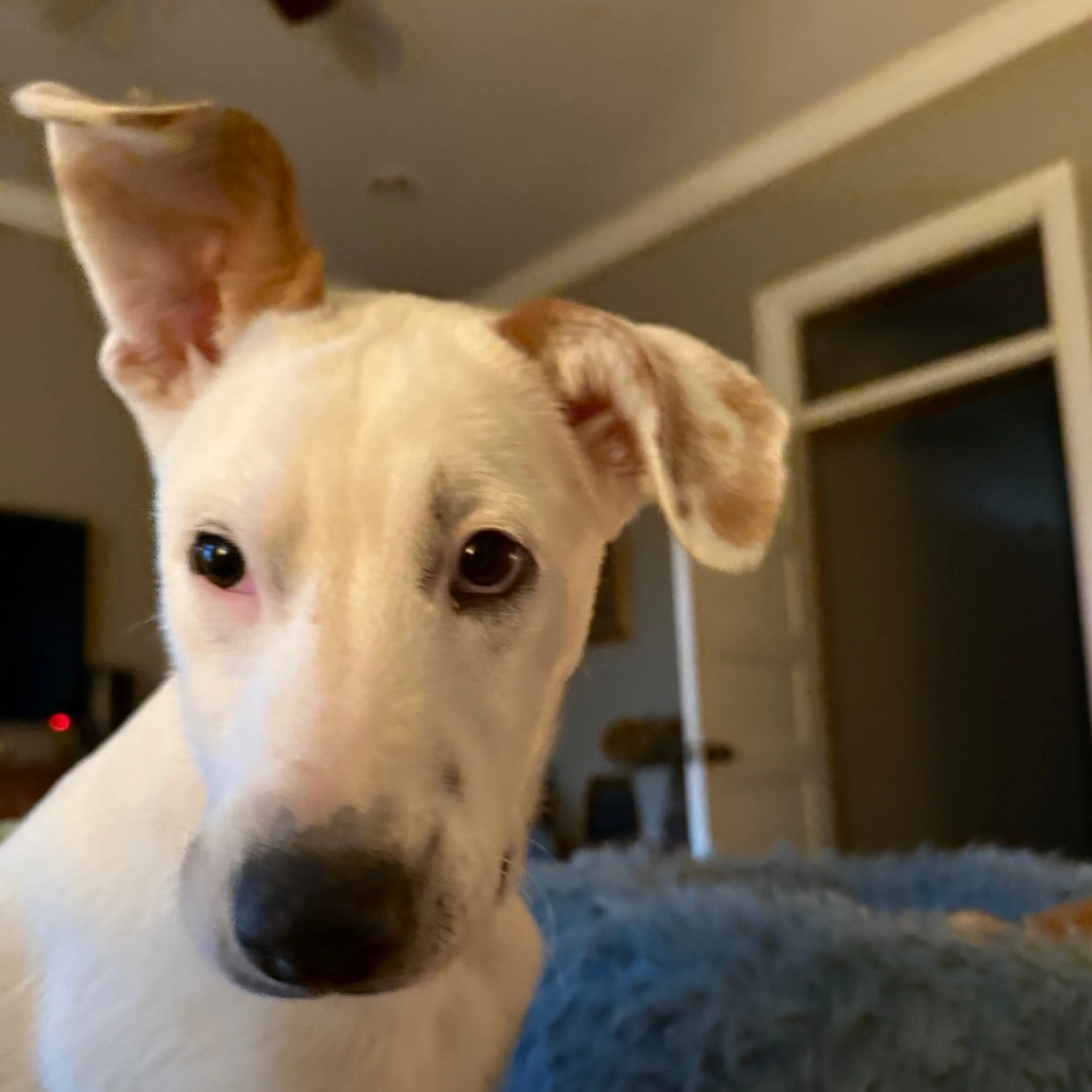 Found pet-1