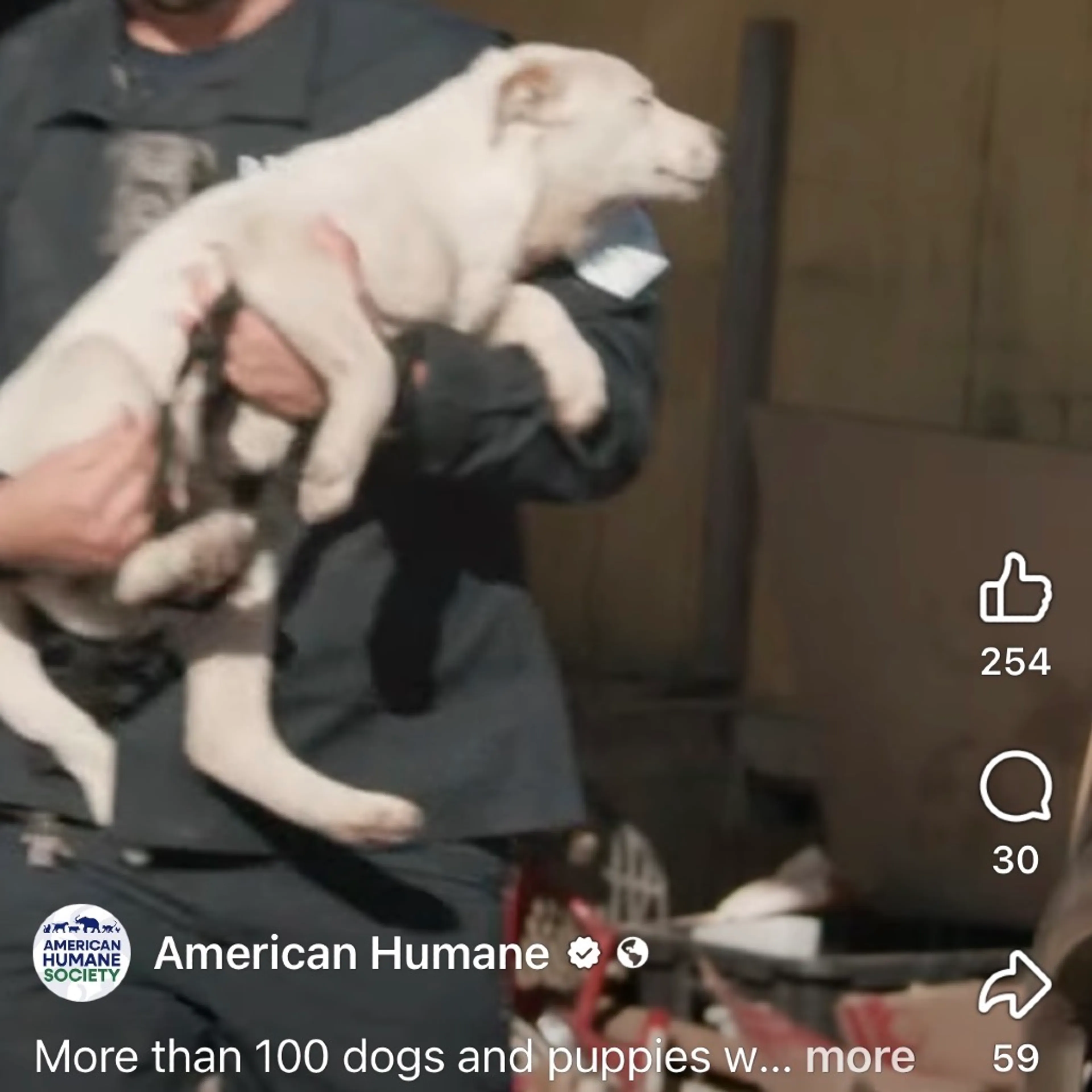 Found pet-5