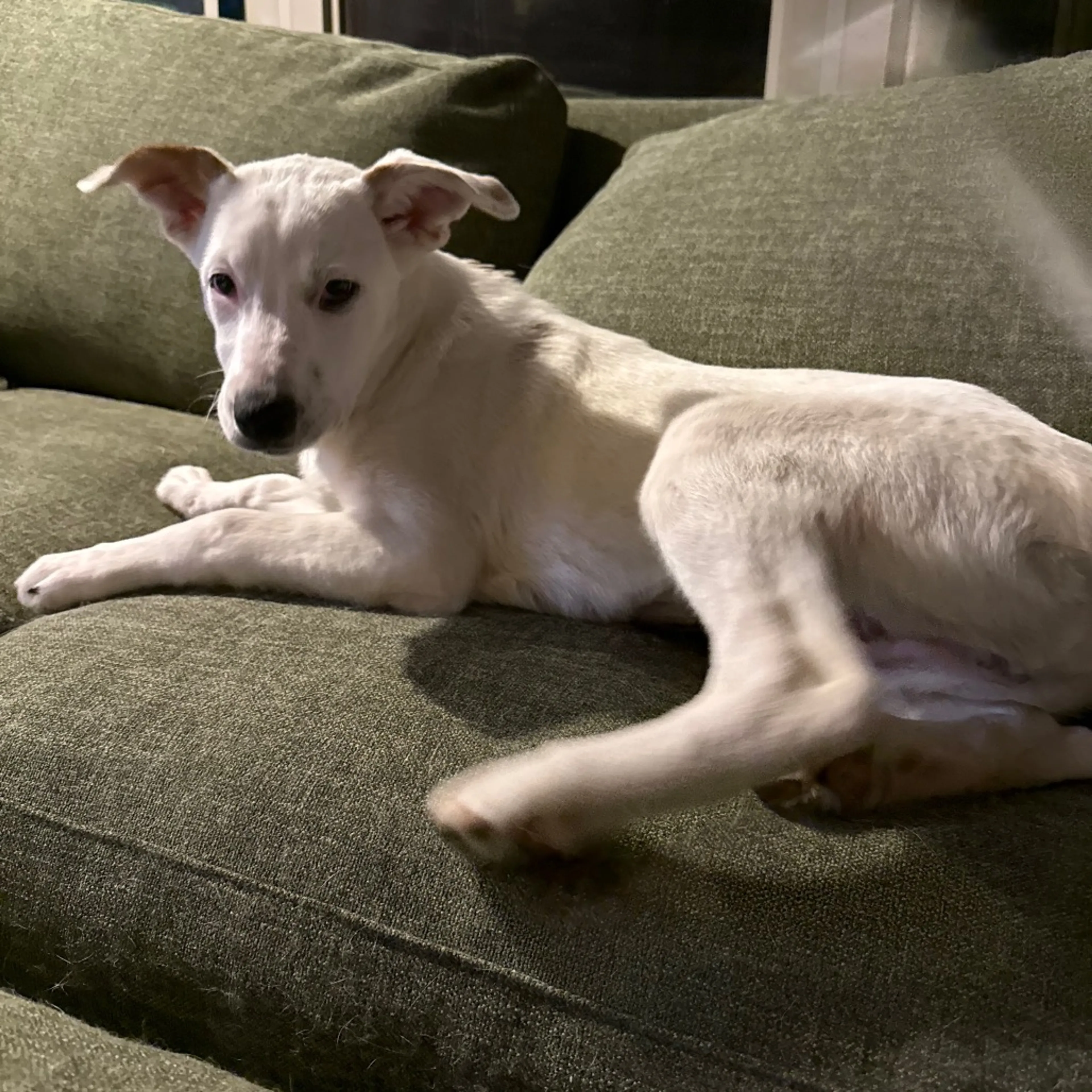 Found pet-3