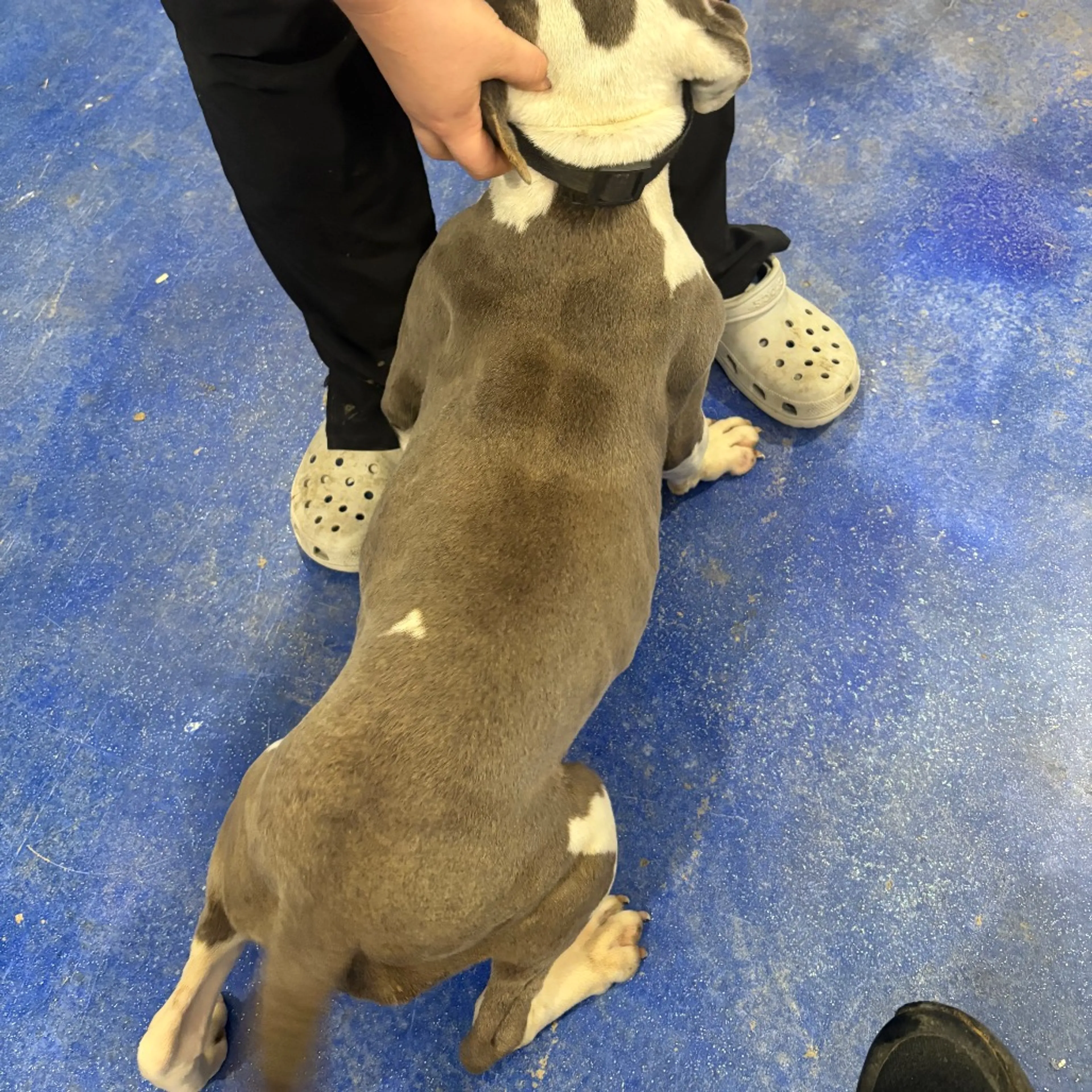 Found pet-1