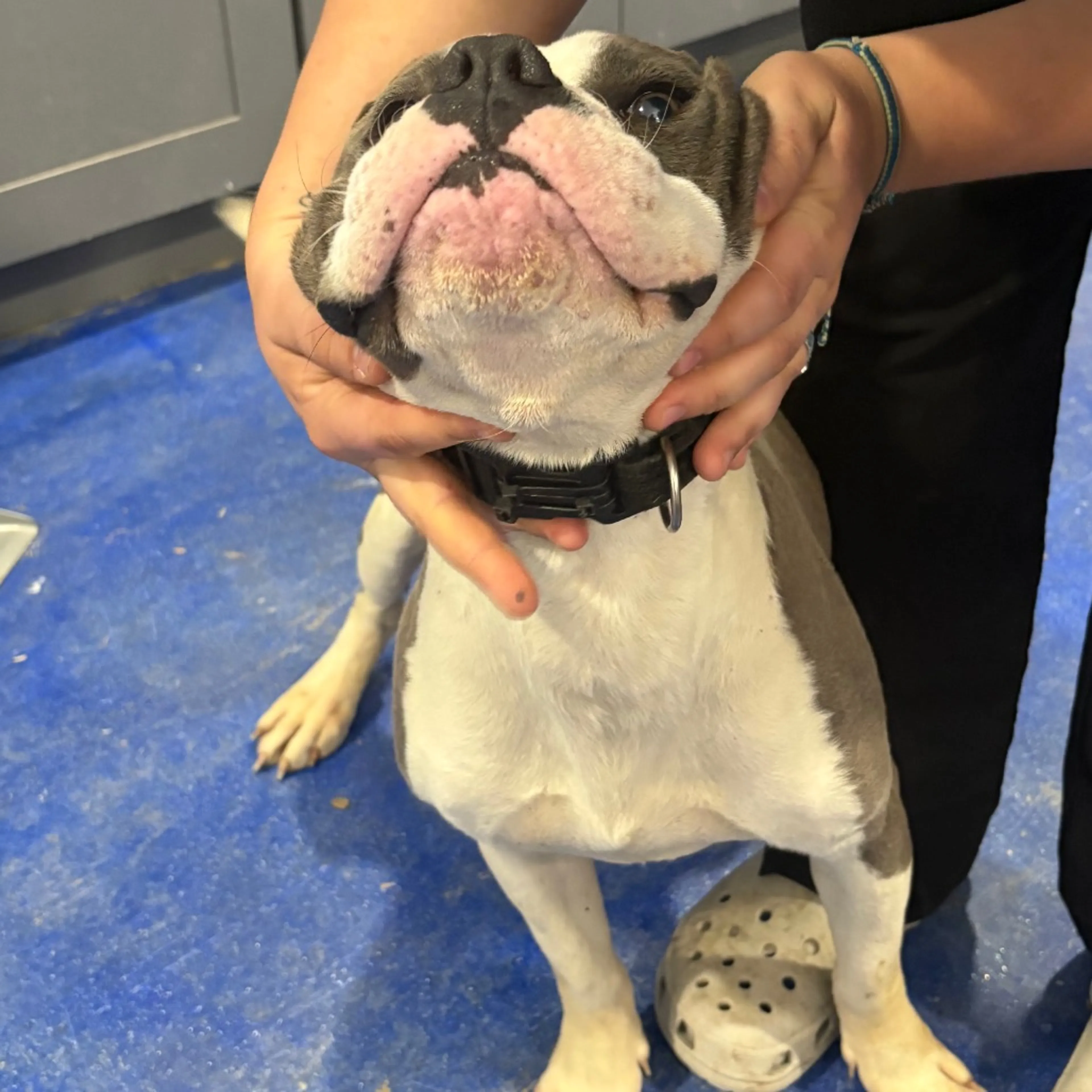 Found pet-2