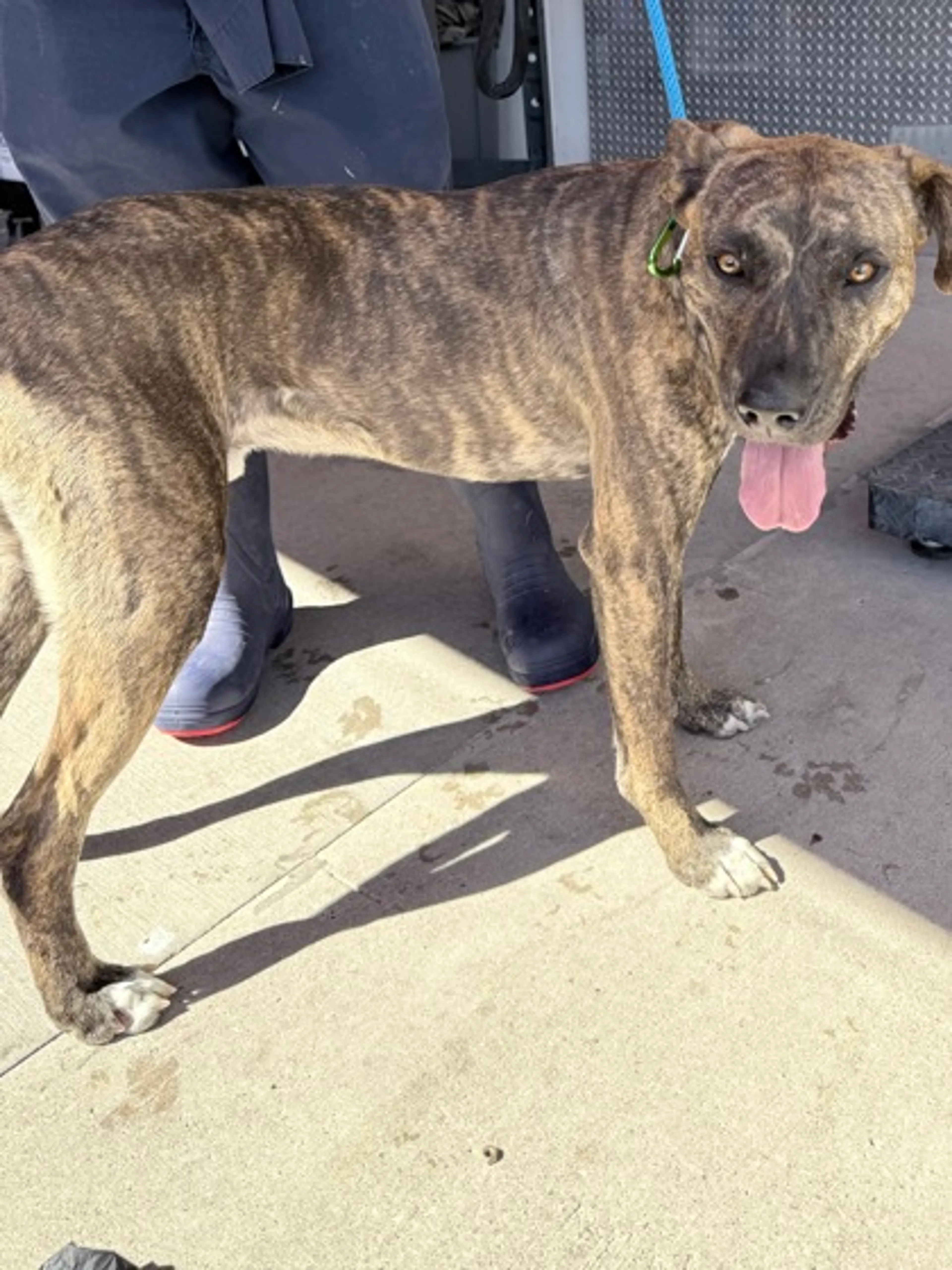 Found pet