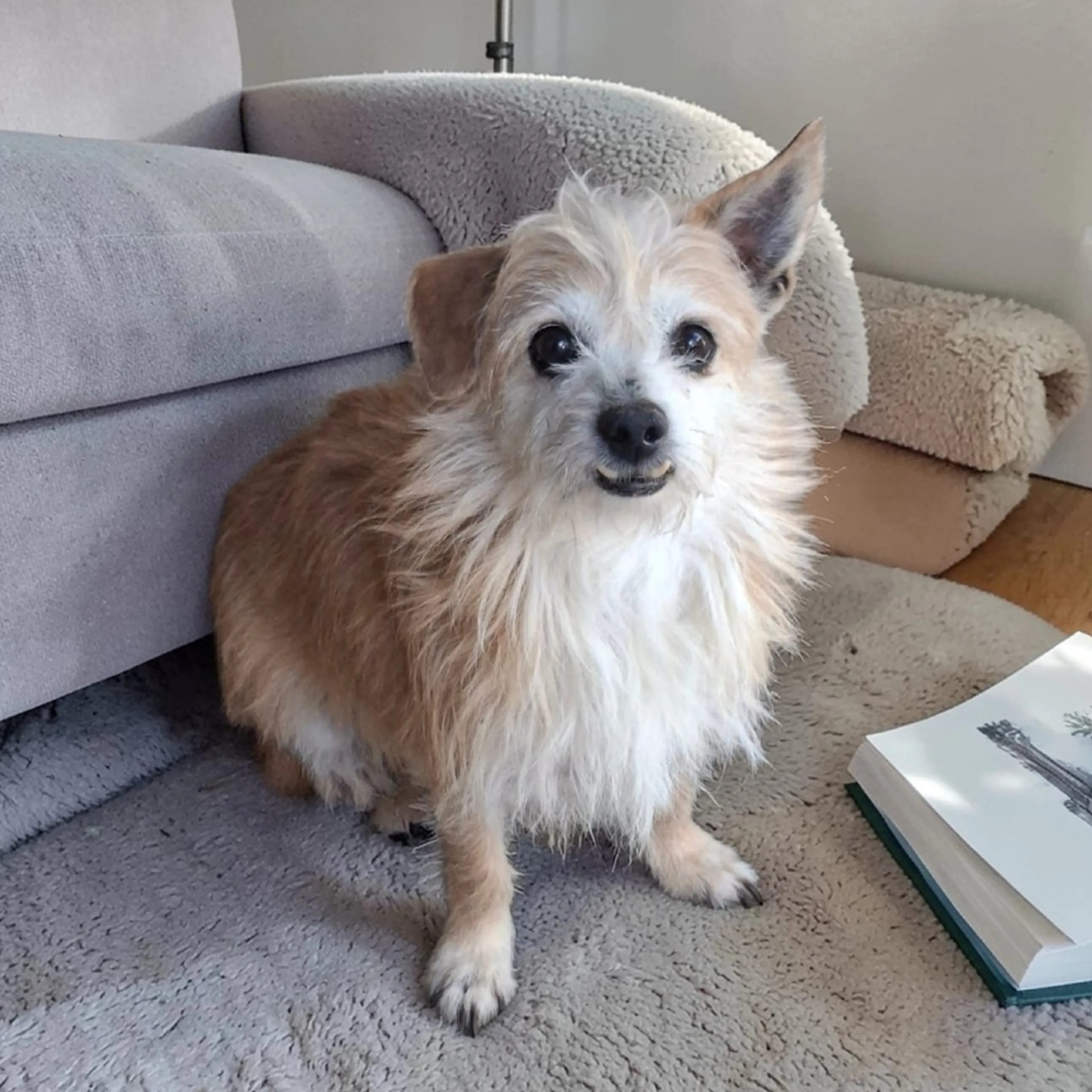 Found pet-1