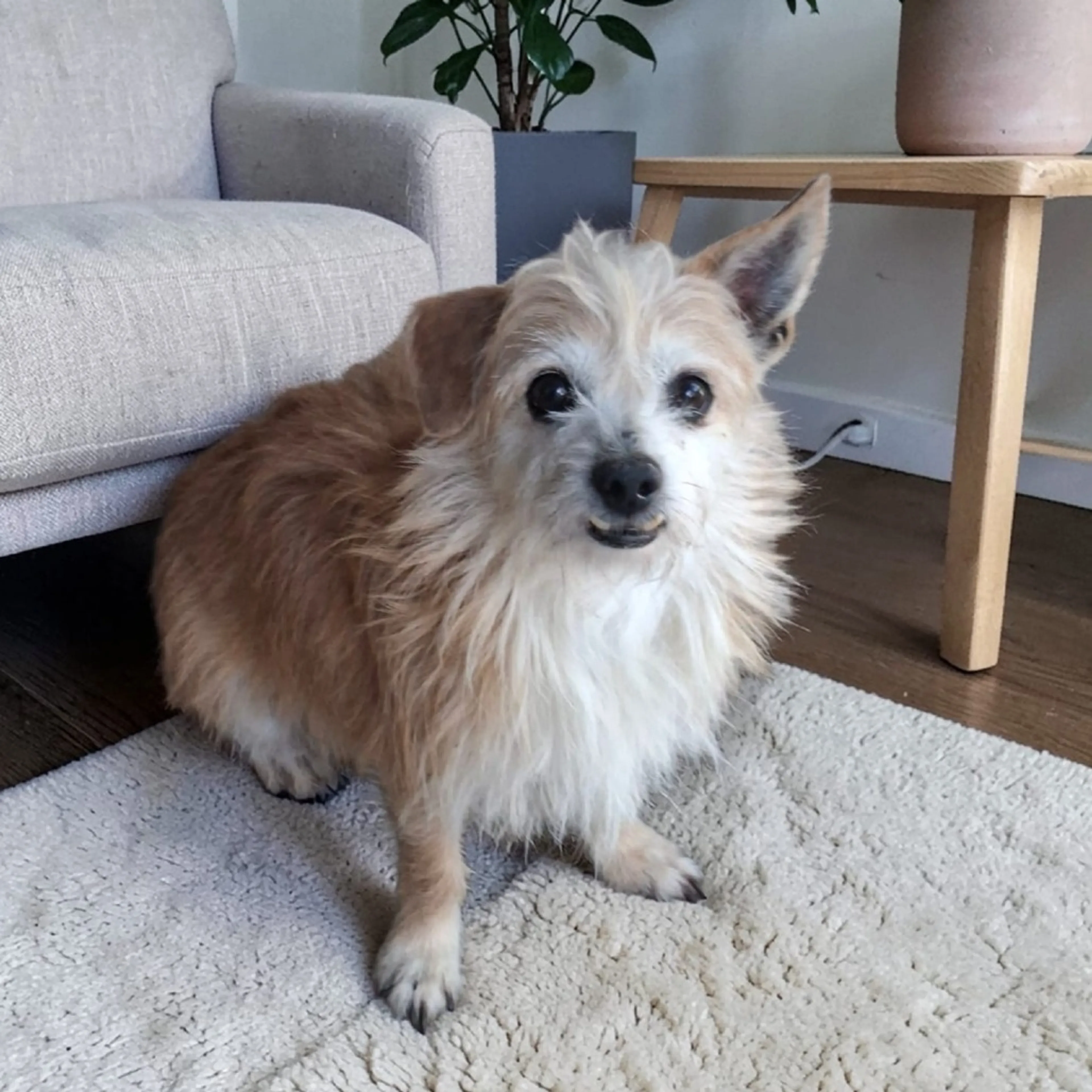 Found pet-2