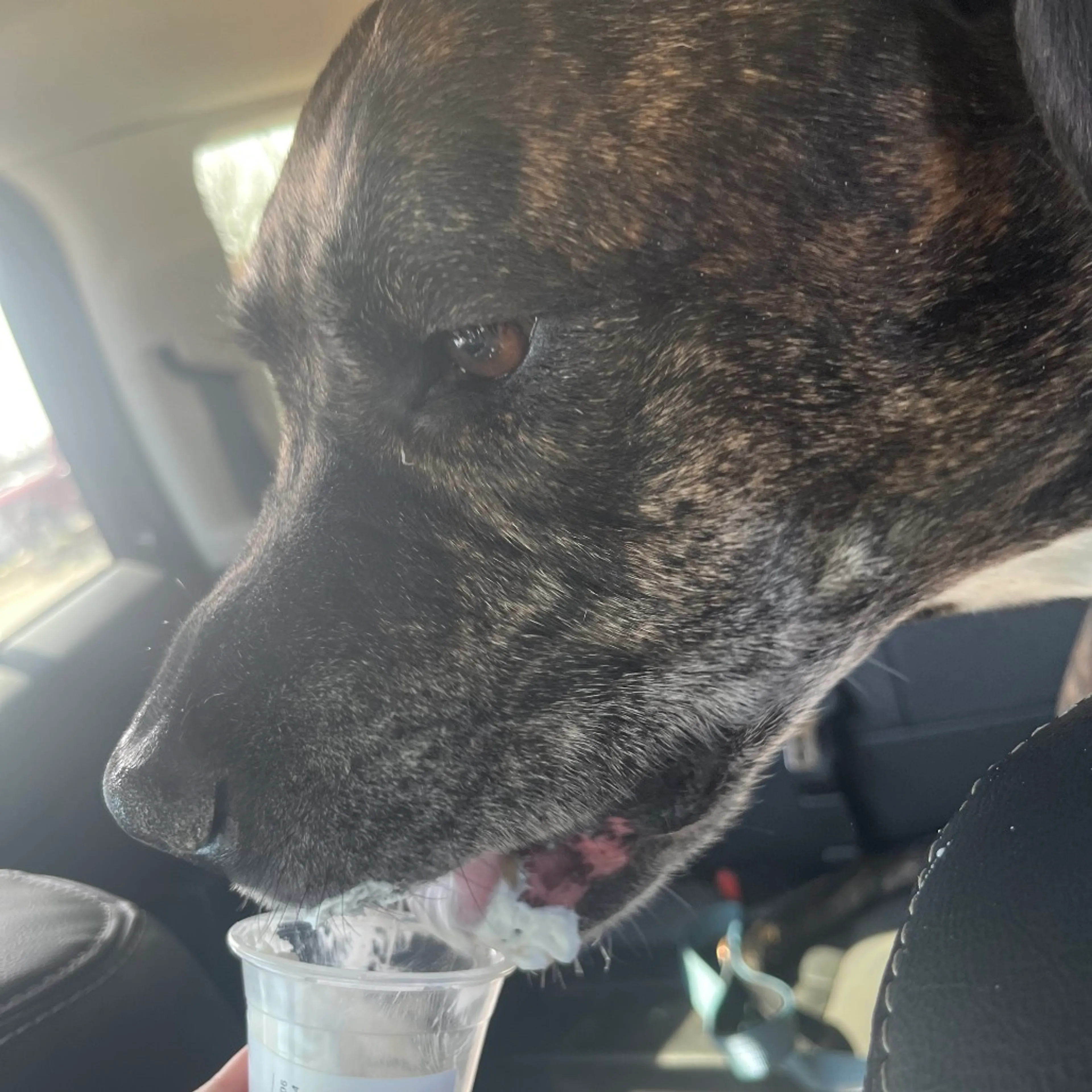 Found pet-4