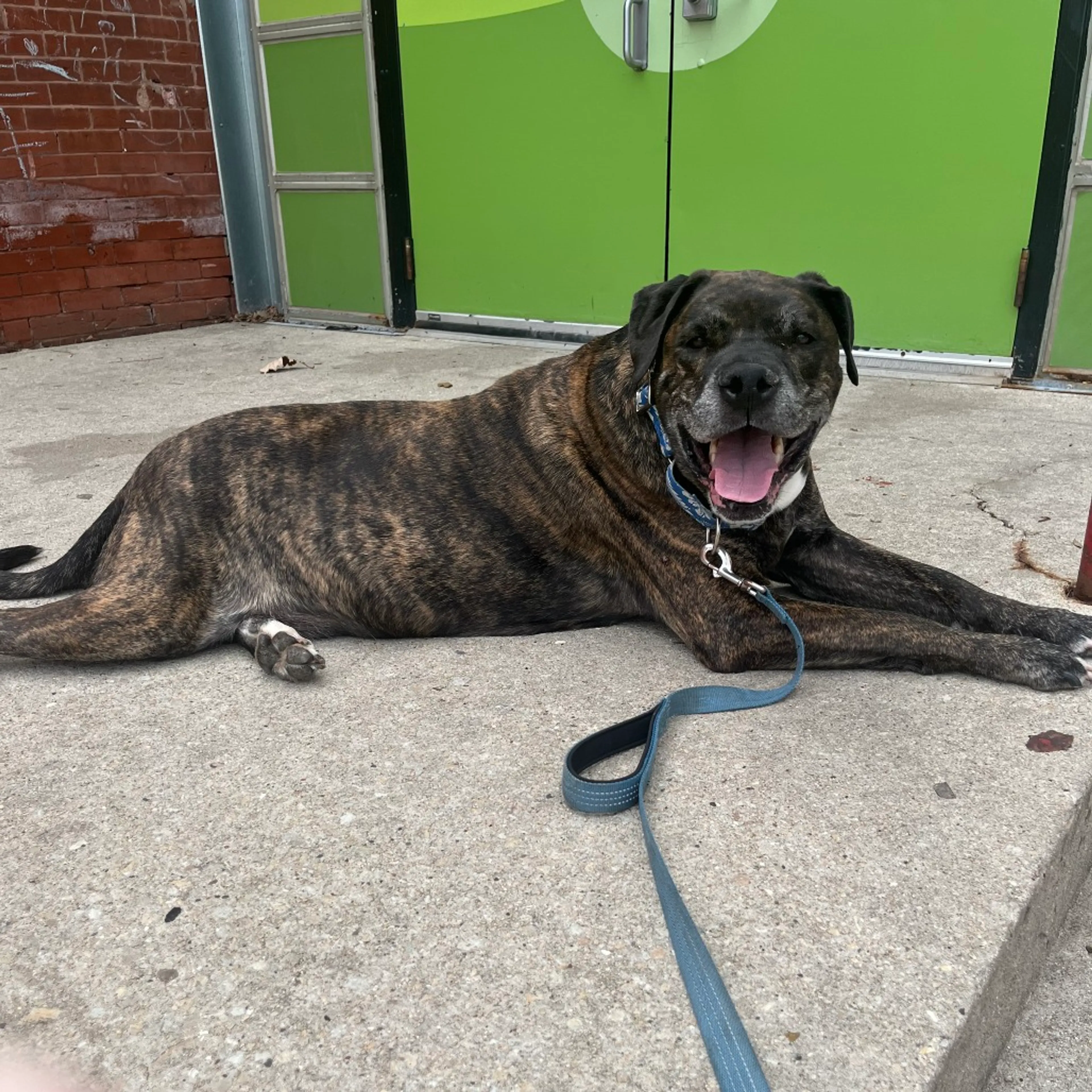 Found pet-2