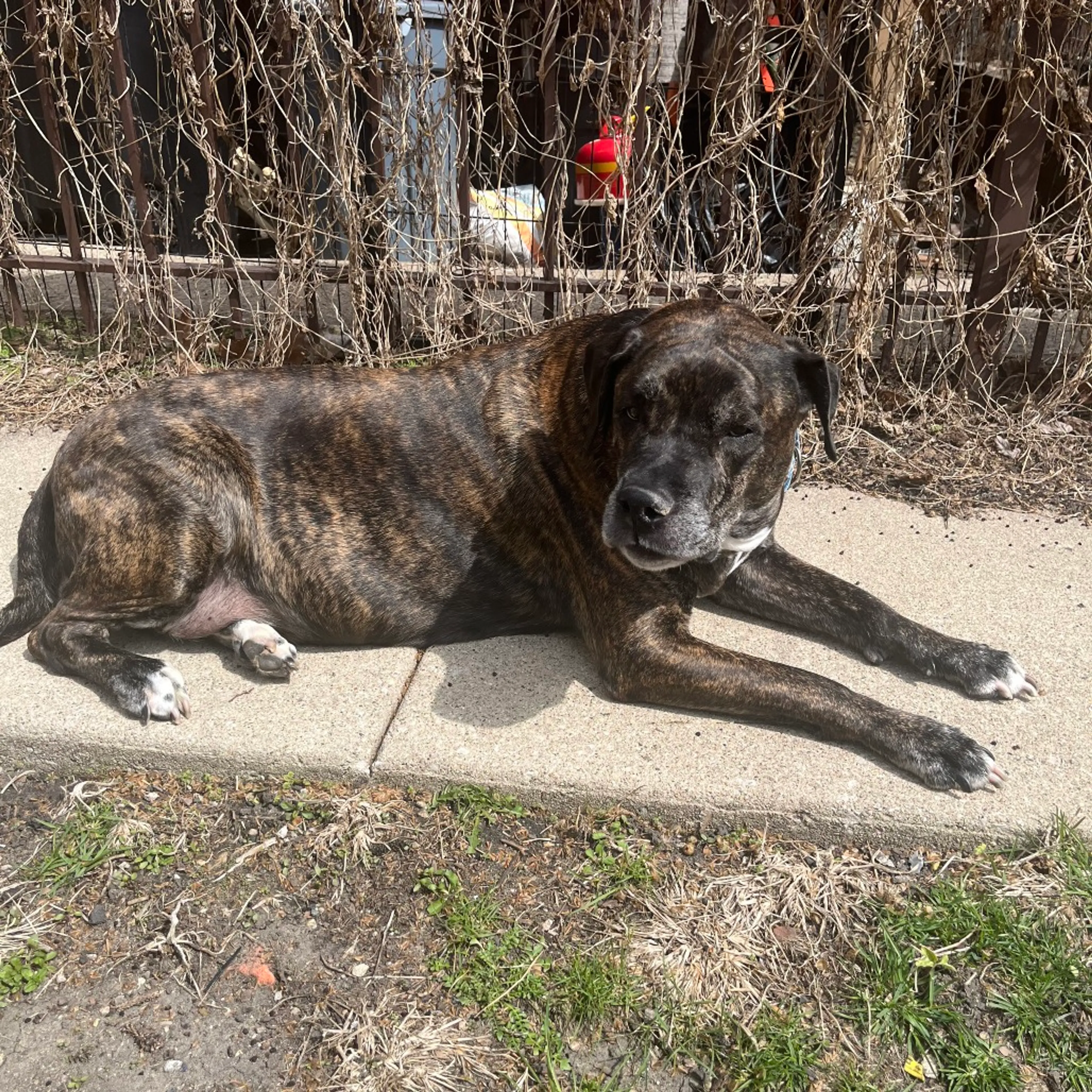Found pet-3