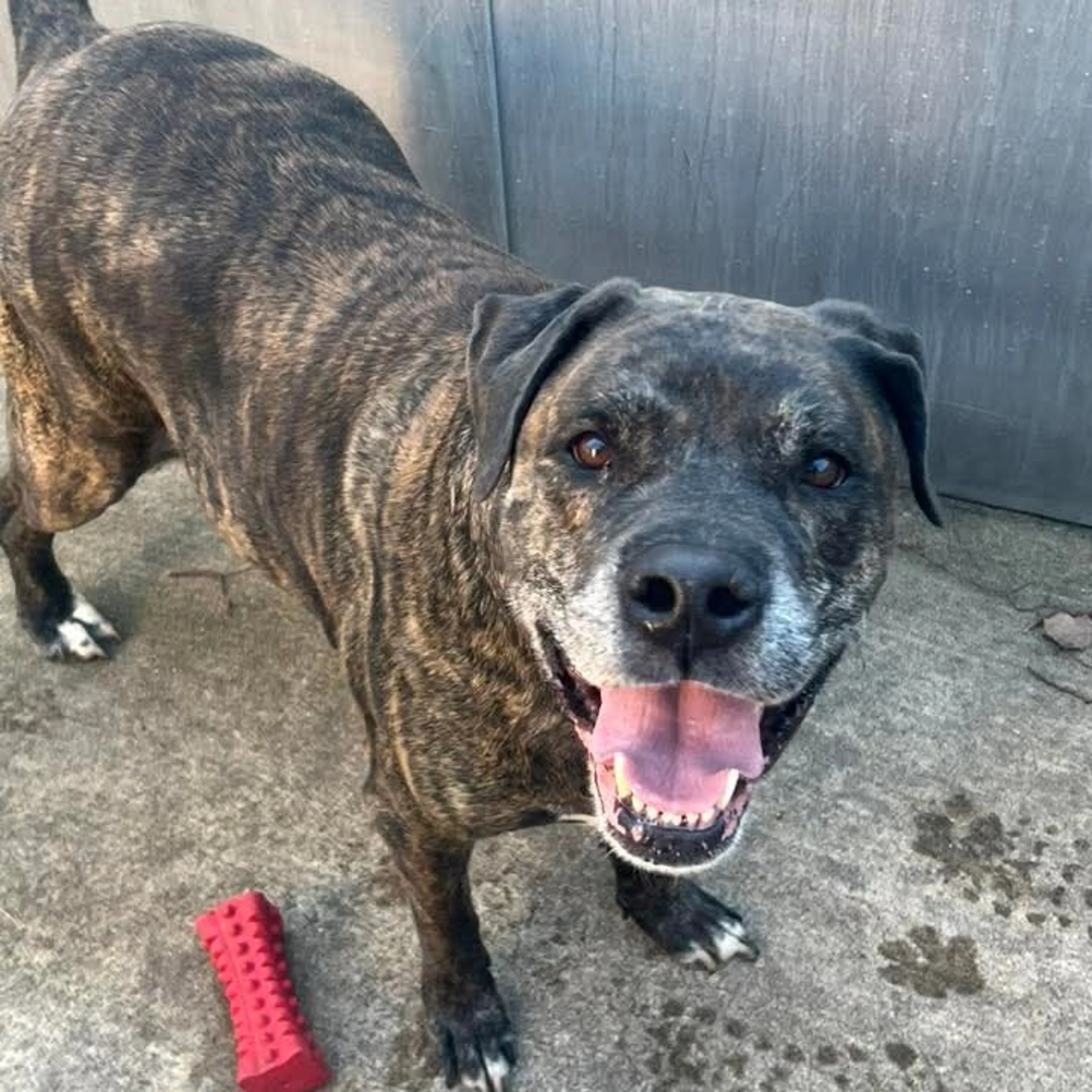 Found pet-1