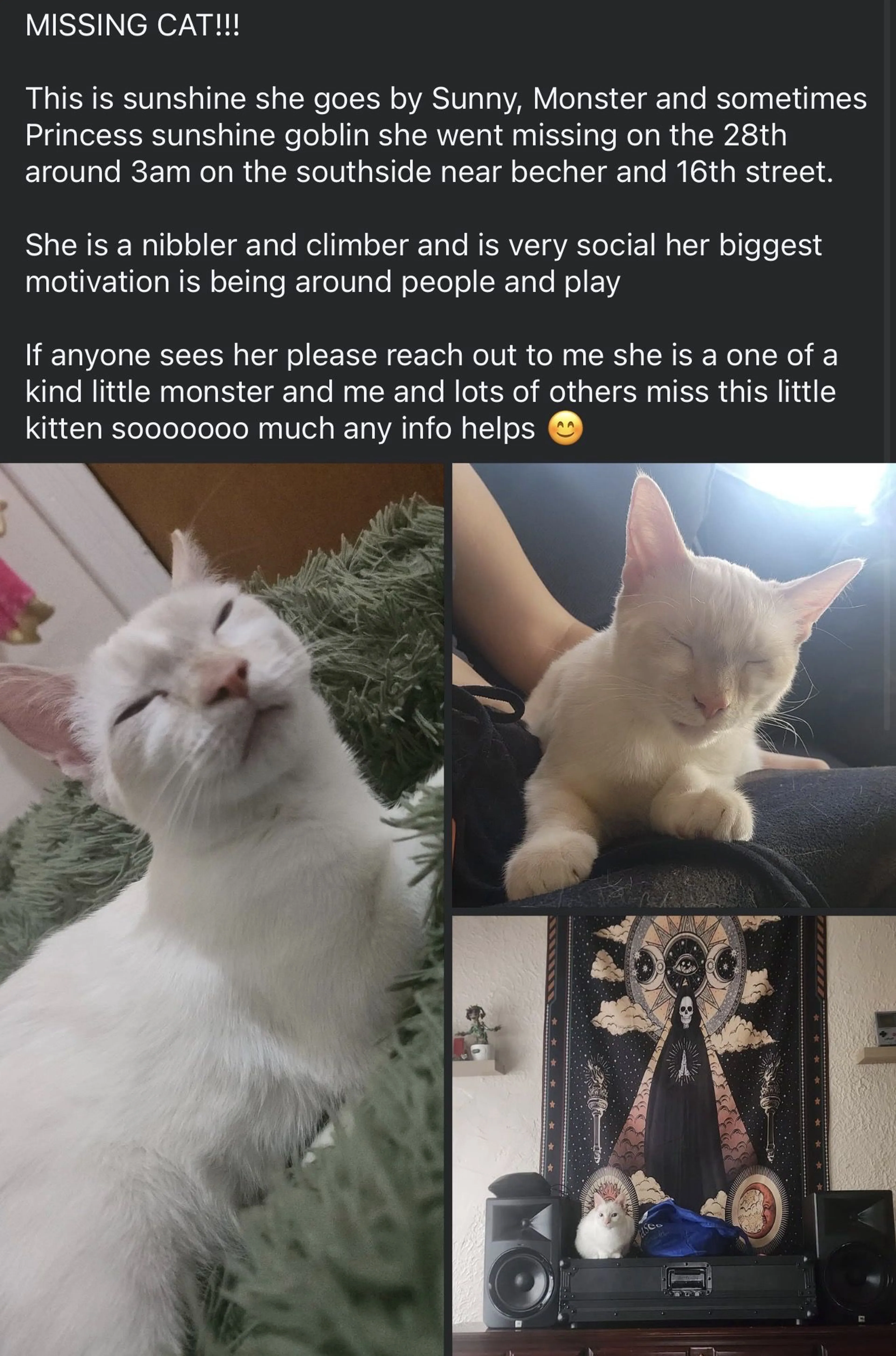 Lost pet