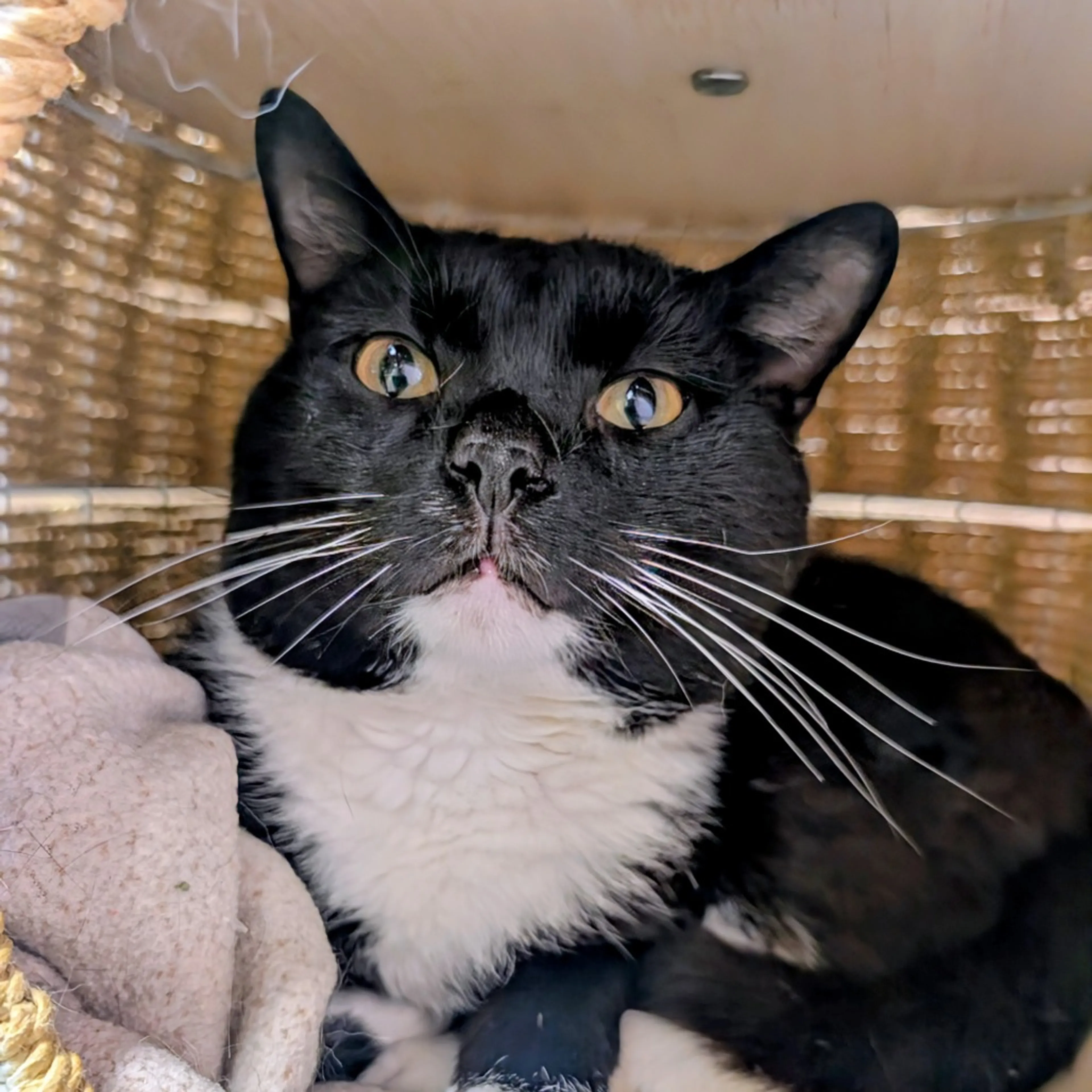Found pet-2