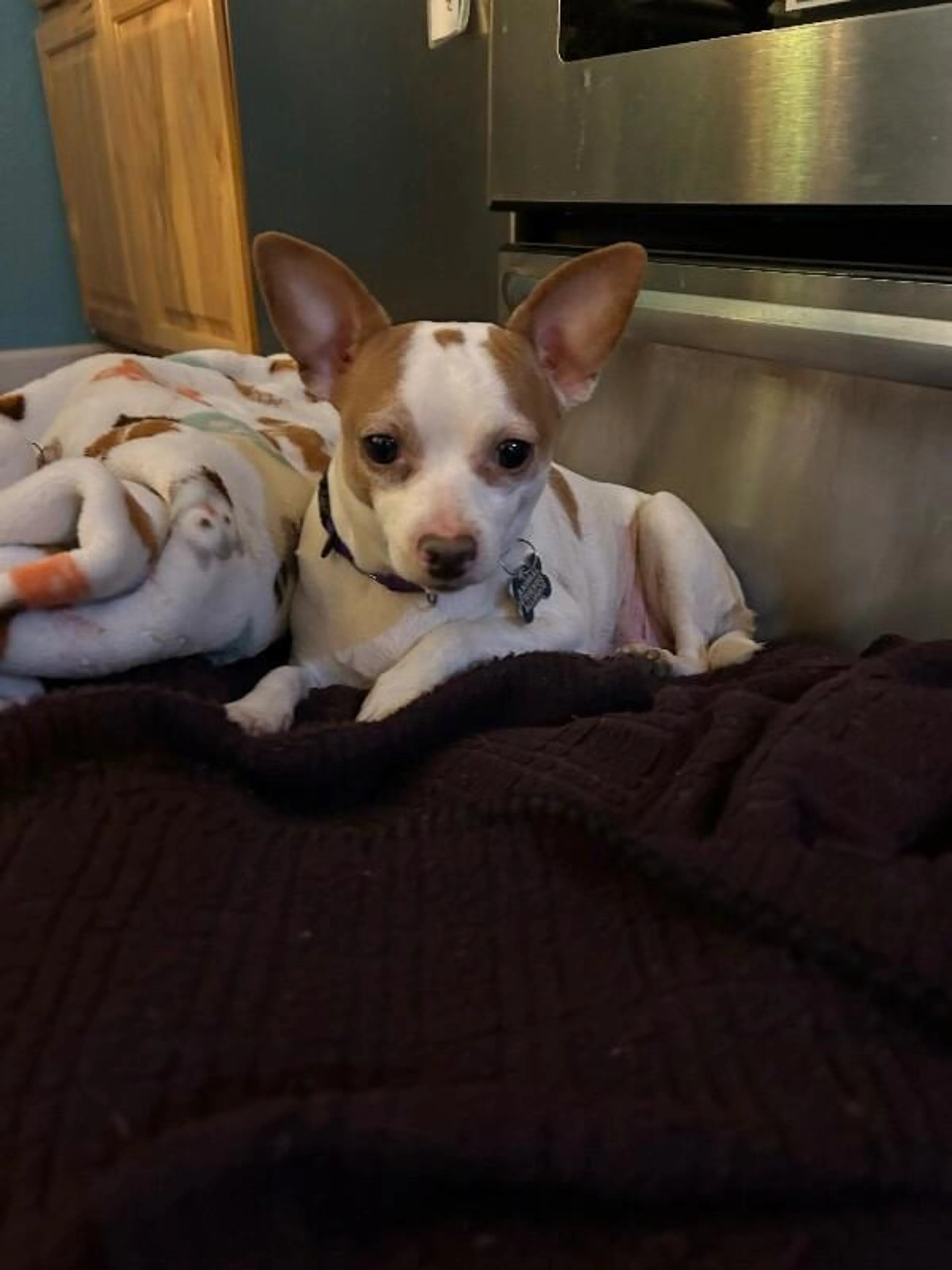 Found pet-2