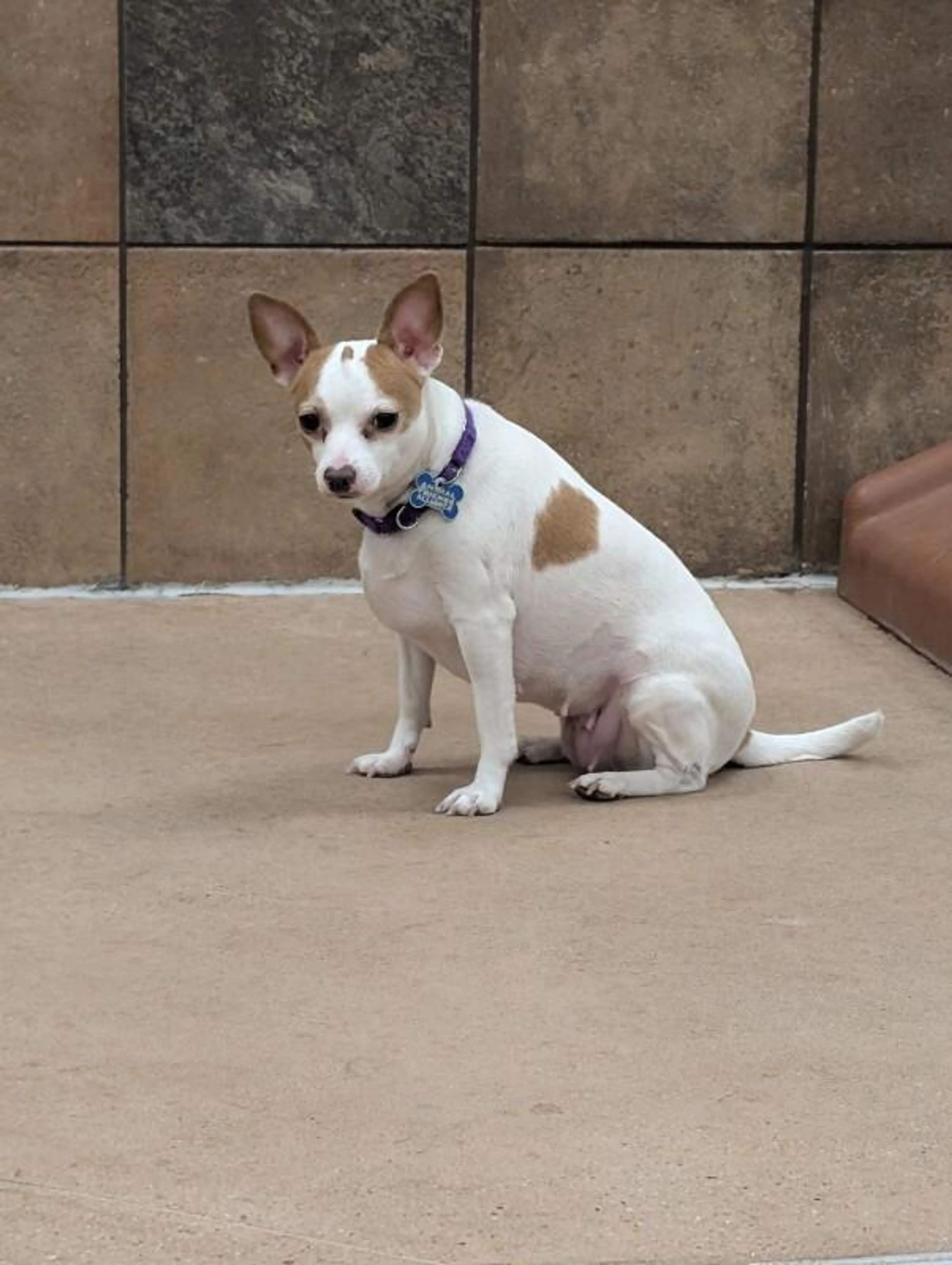 Found pet-1