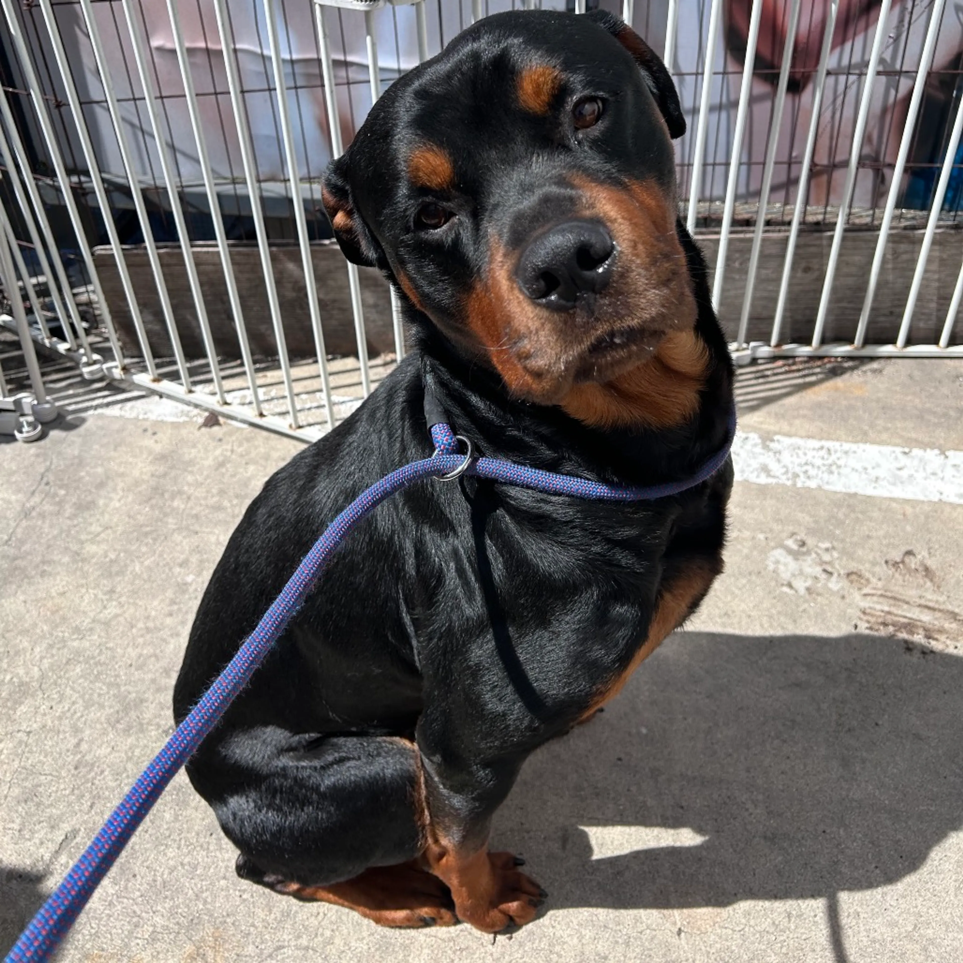 Found pet-2