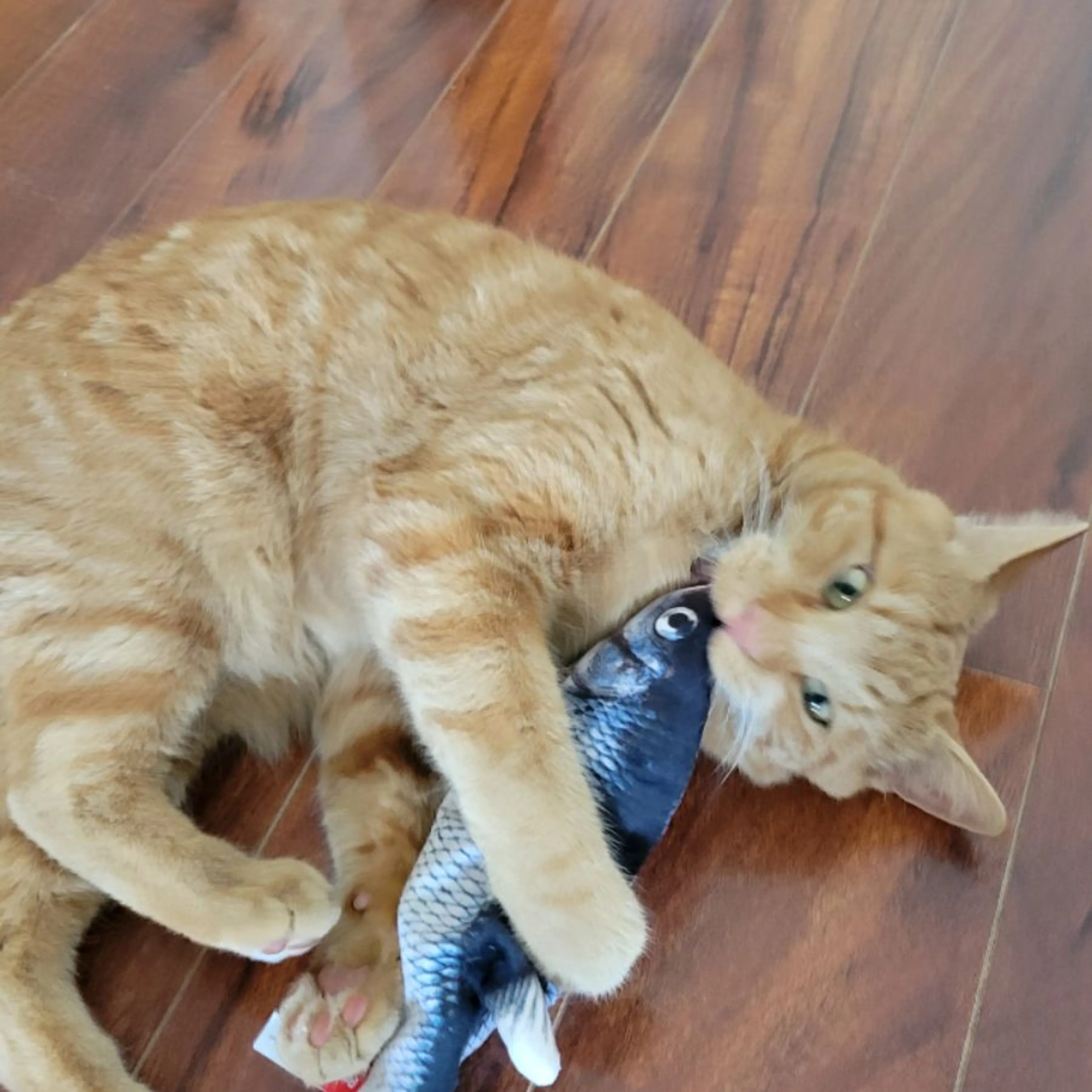 Lost pet-0