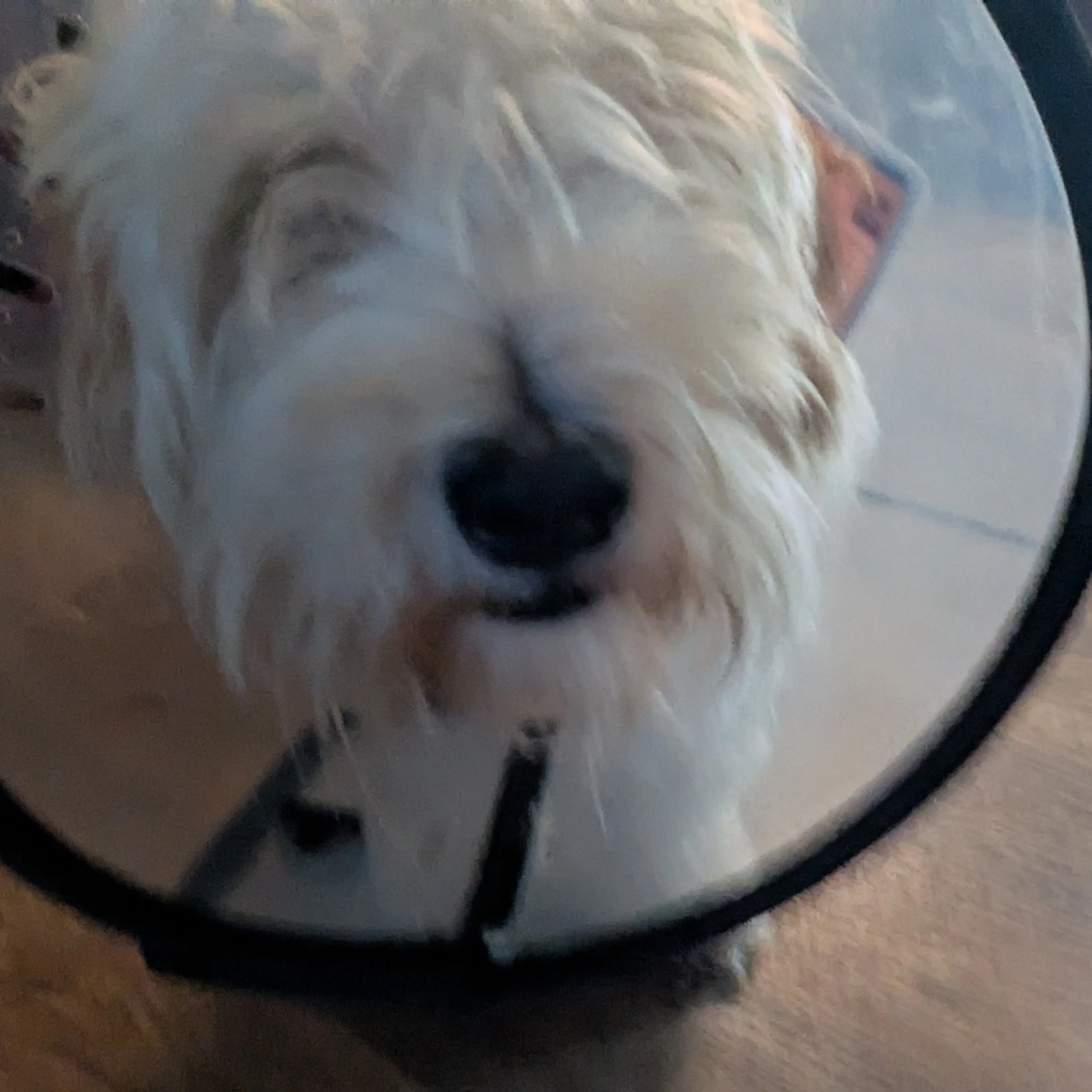 Lost pet-3