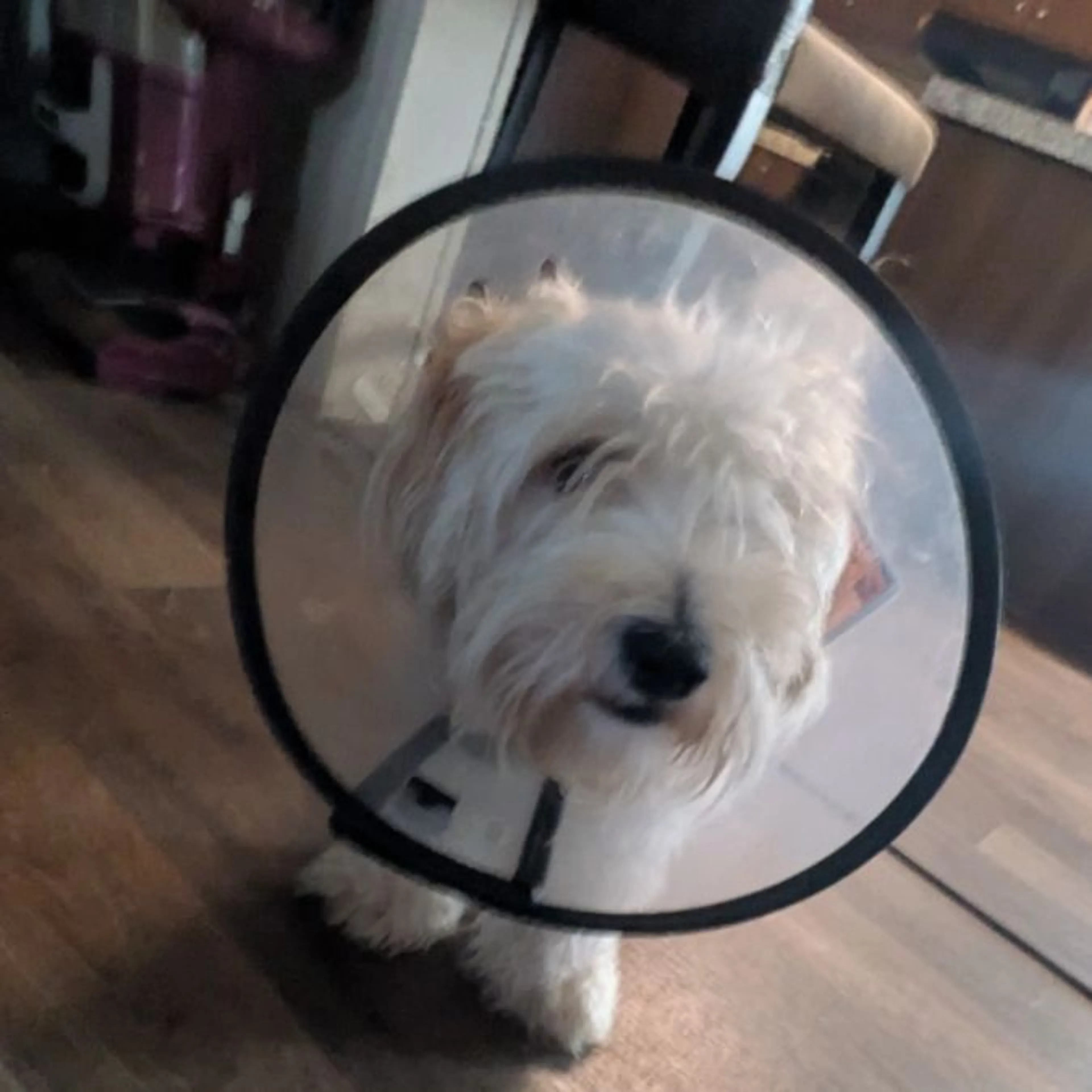 Lost pet-0