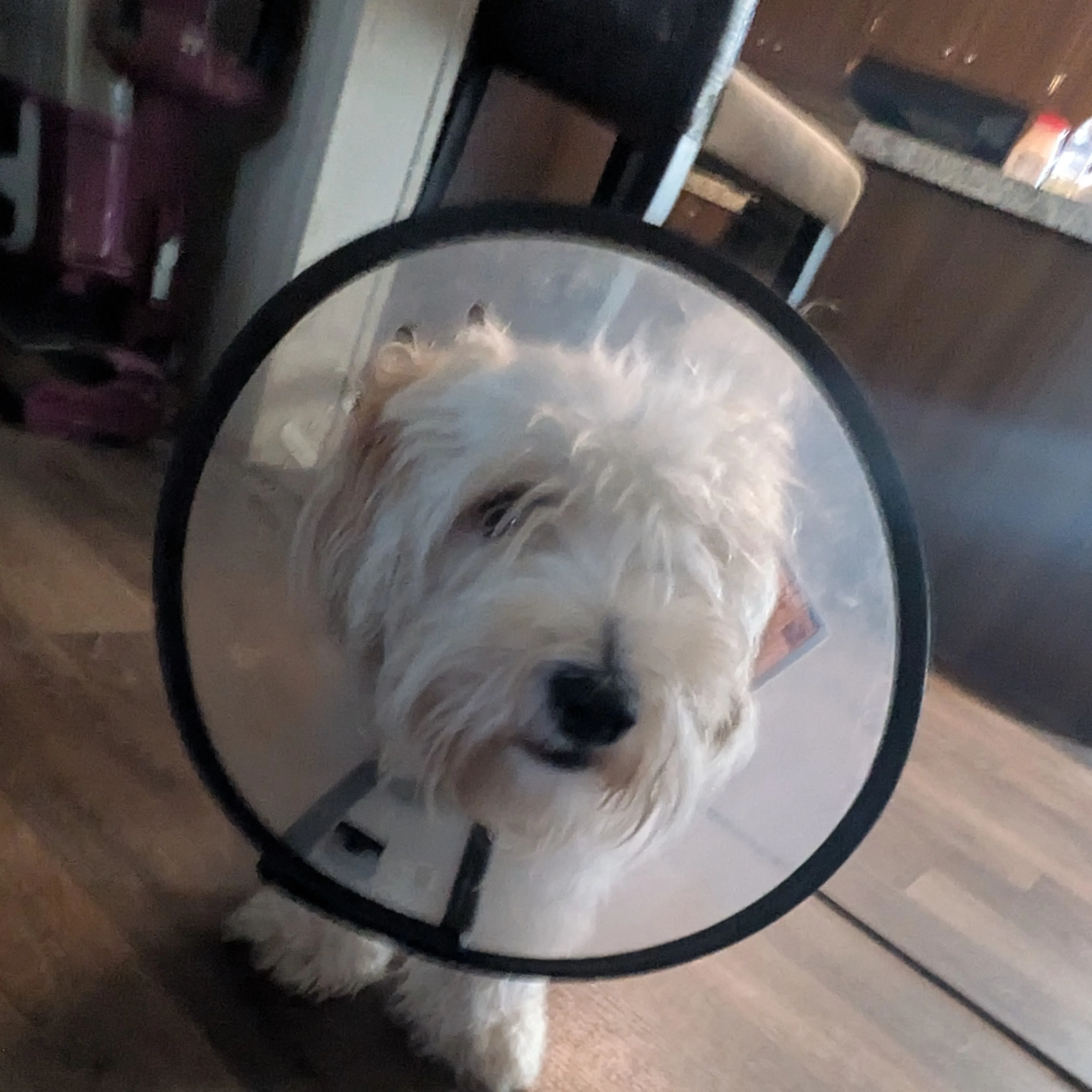 Lost pet-2